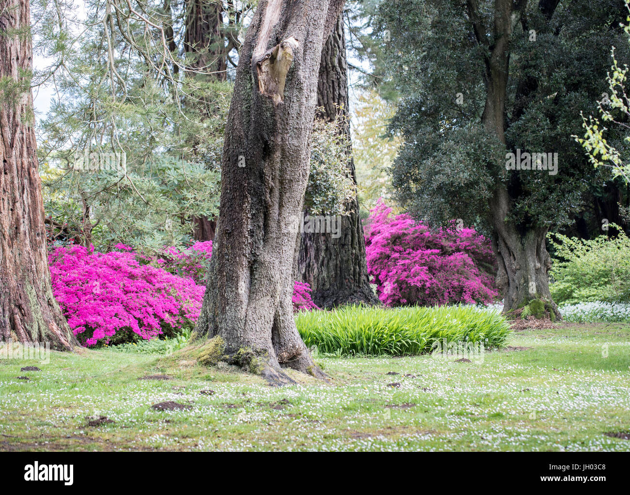 Large trees and azaleas feature together in a formal spring garden Stock Photo
