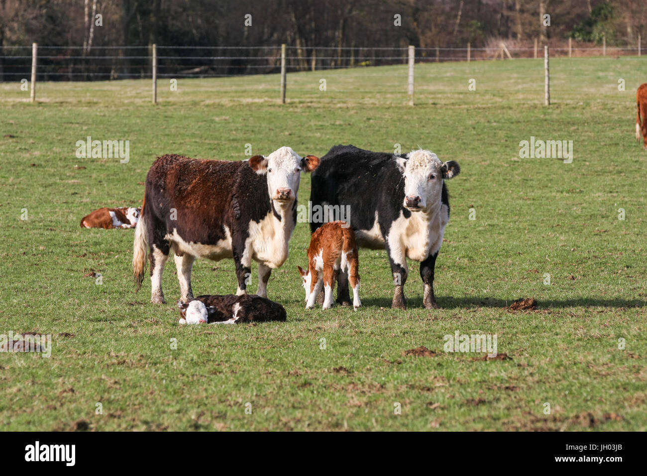 Mother cows with their calves in a field of grass on a British farm Stock Photo