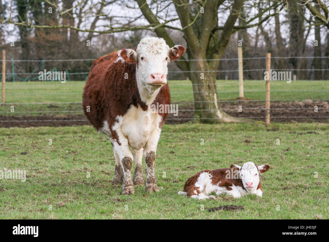 Mother cow with her calf in a field of grass on a British farm Stock ...