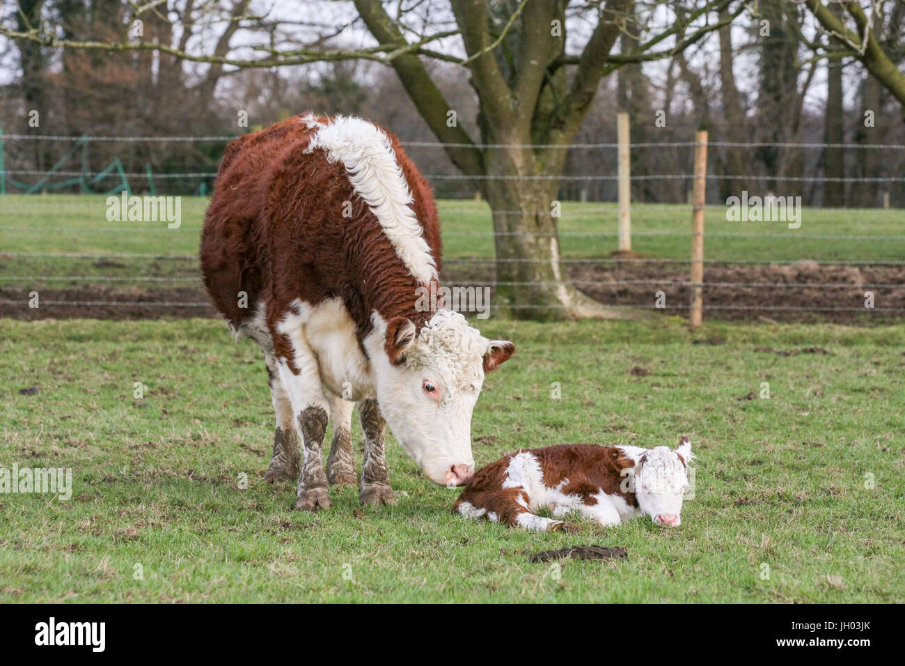 Mother cow with her calf in a field of grass on a British farm Stock ...