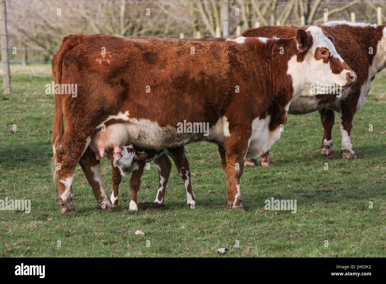 Mother brown cow stood outside in a field with her calf suckling from ...