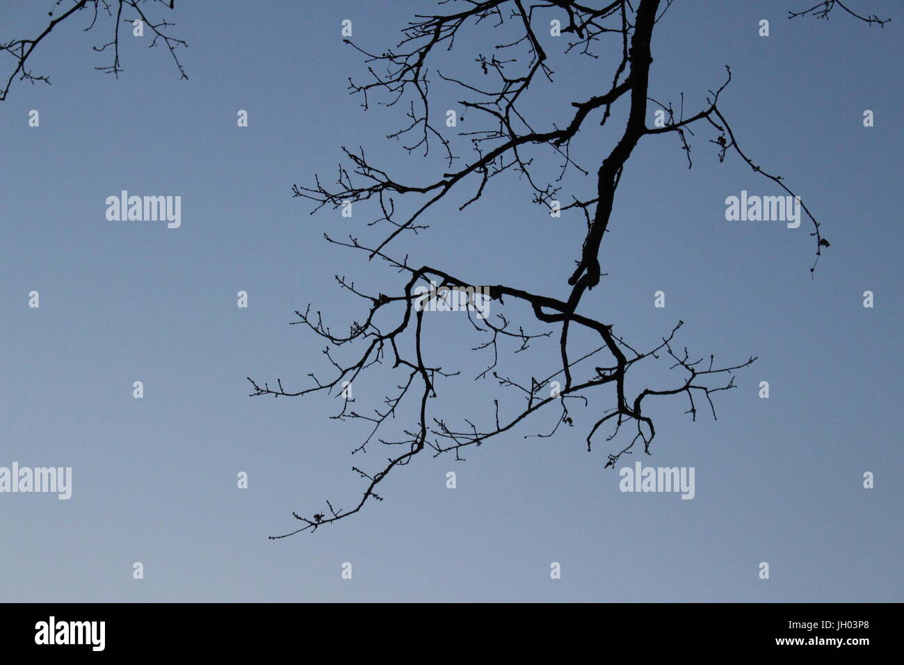 Branches of a bald tree in winter Stock Photo