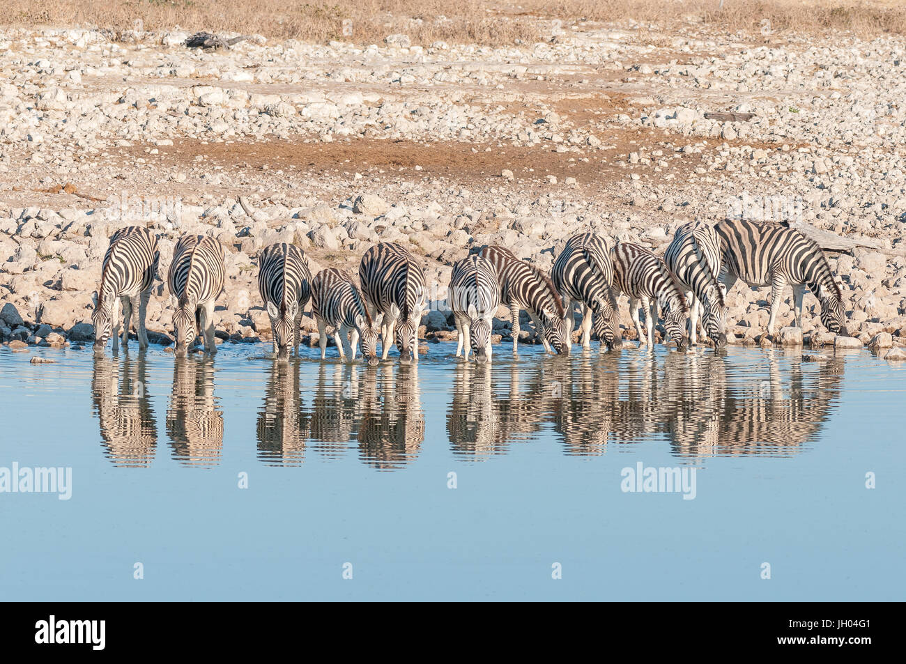 Burchells zebras, Equus quagga burchellii, with their reflections visible, drinking at a waterhole Stock Photo