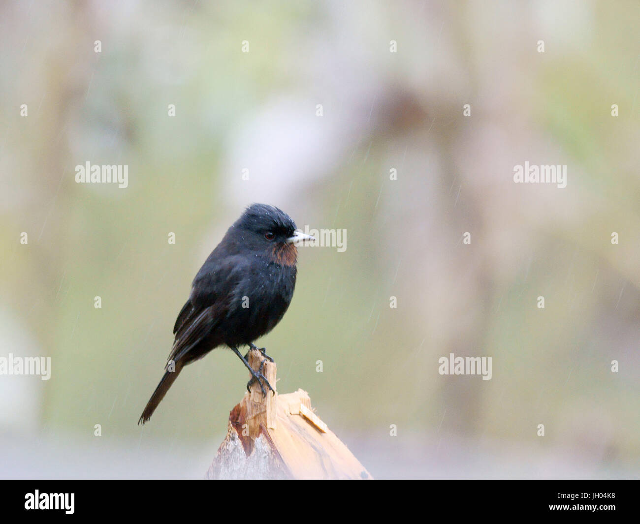 Bird, Maria-black-of-throat-red, Chapada Diamantina, Bahia, Brazil Stock Photo