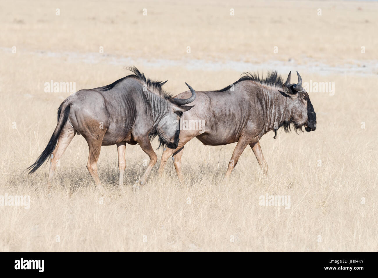 Two blue wildebeest, Connochaetes taurinus, also called a white-bearded wildebeest or brindled gnu, walking in grass Stock Photo