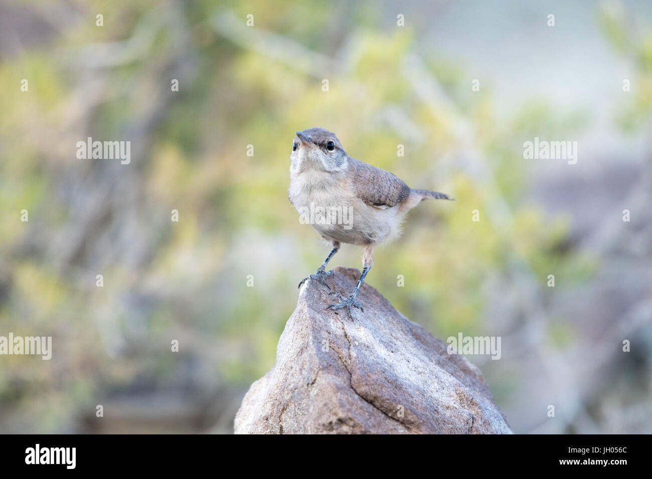 Rock Wren, (Salpinctes obsoletus), Ojito Wilderness, Sandoval co., New Mexico, USA. Stock Photo