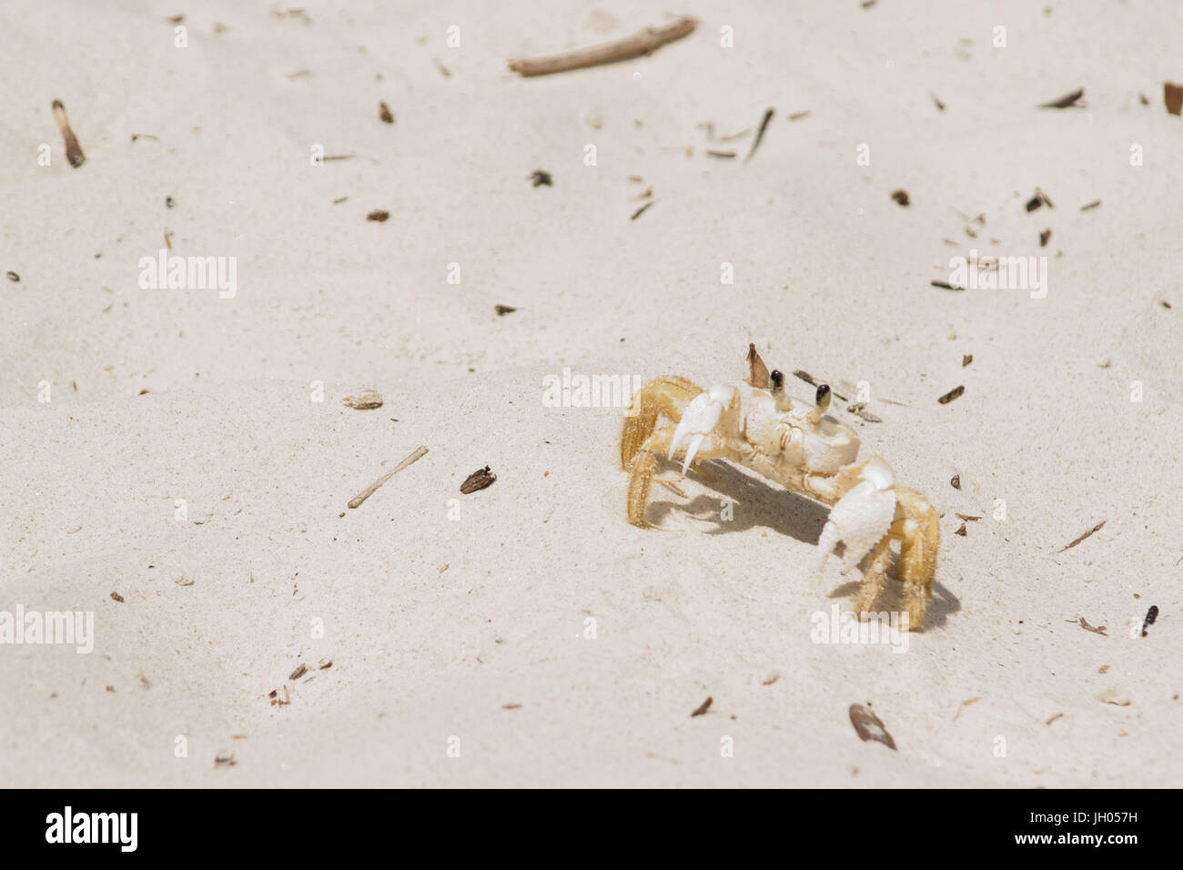 Crab, Ilha Grande, Rio de Janeiro, Brazil Stock Photo - Alamy, image size:1300x956