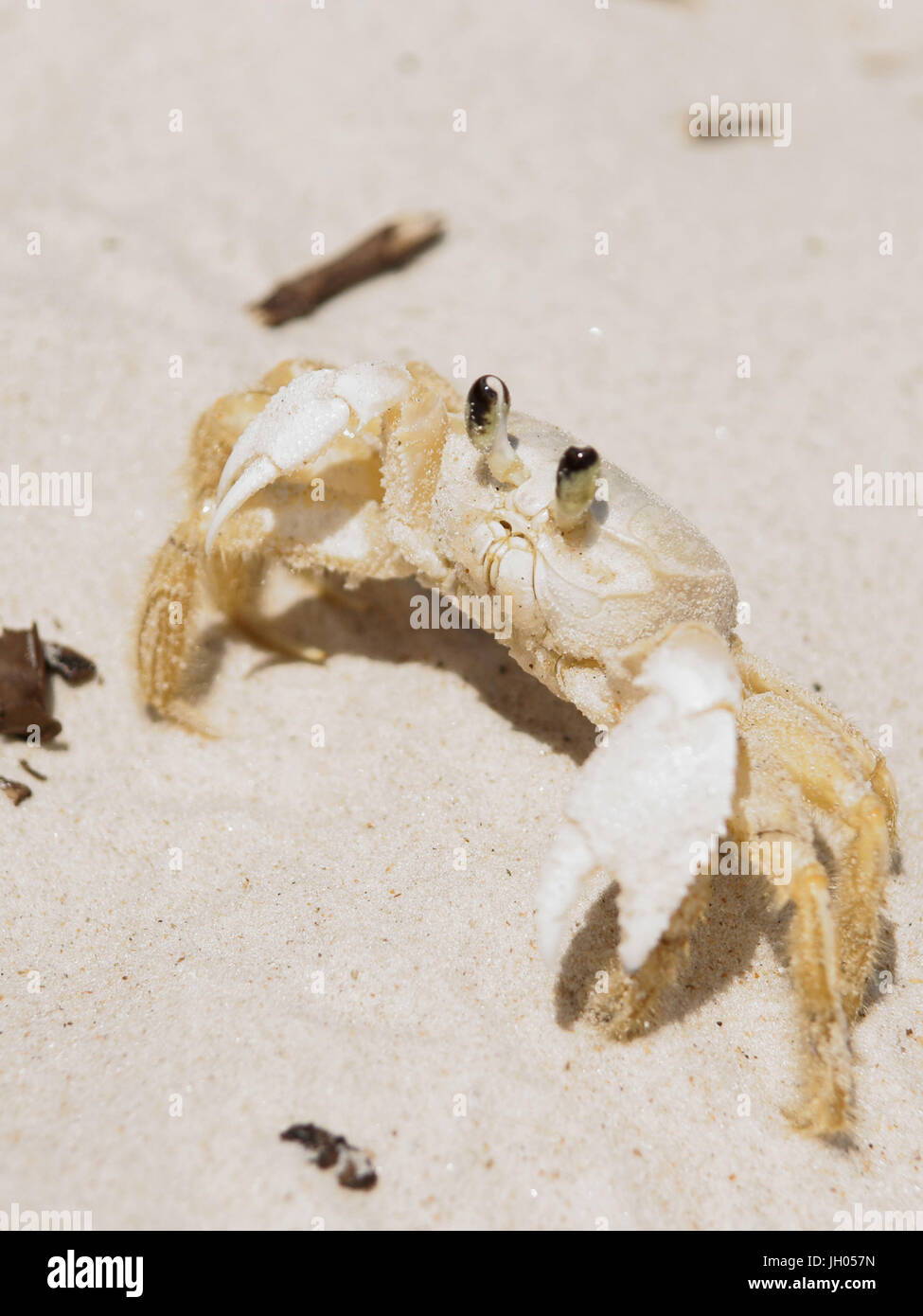 Crab, Ilha Grande, Rio de Janeiro, Brazil Stock Photo - Alamy, image size:975x1390