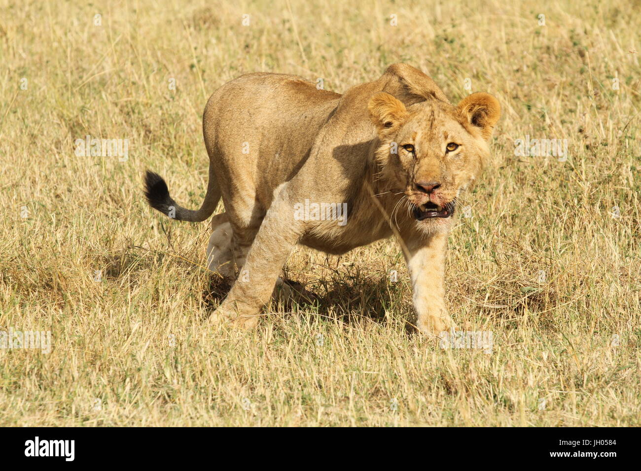 Lion on the prowl Stock Photo