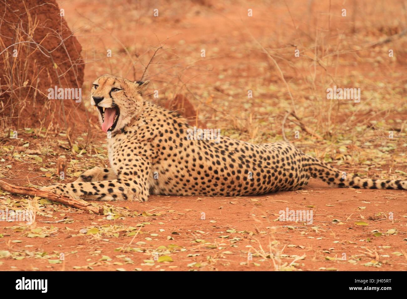 Cheetah cheetah hires stock photography and images Alamy