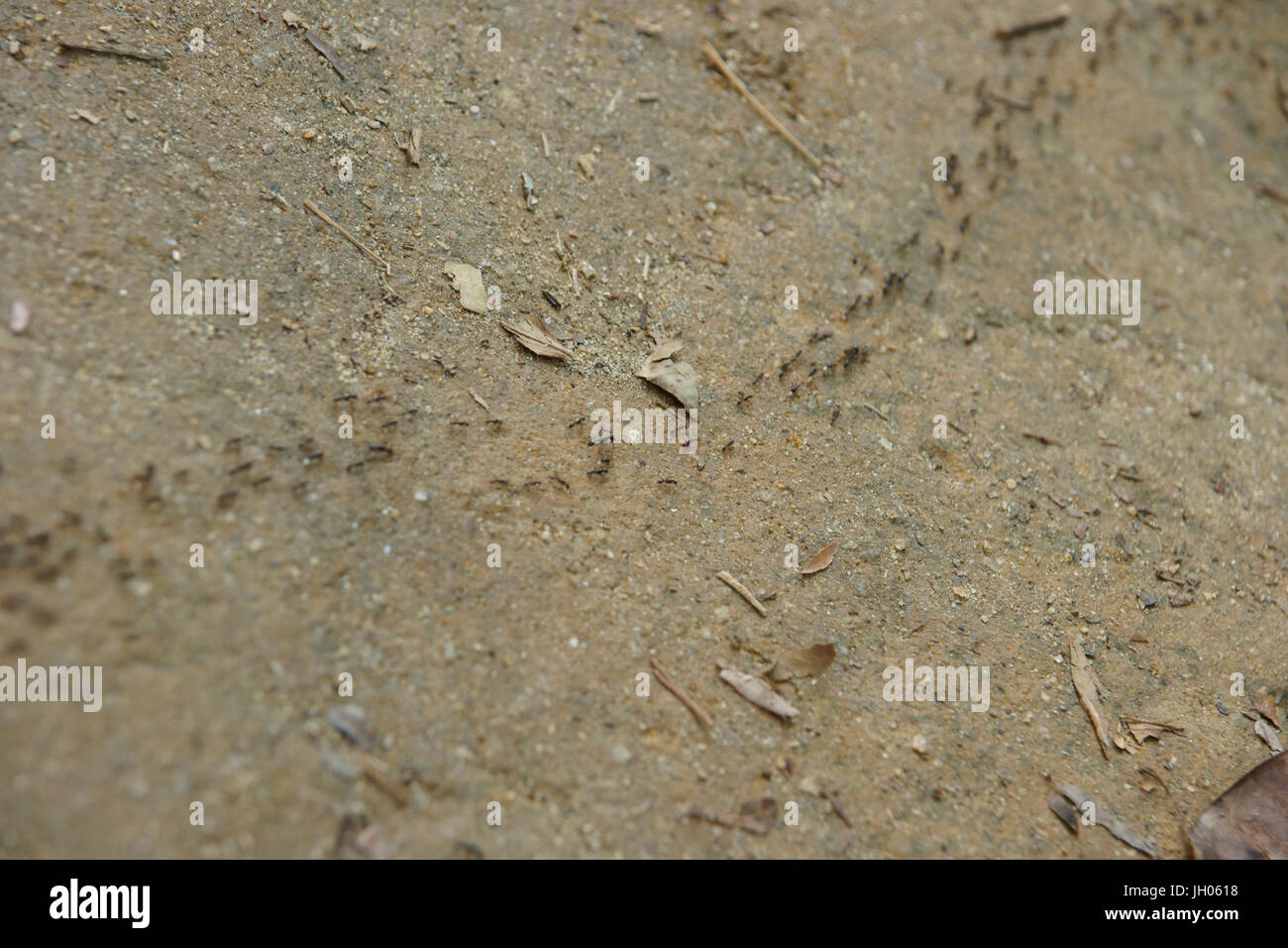 Ants, Sand, Ilha Grande, Rio de Janeiro, Brazil Stock Photo - Alamy
