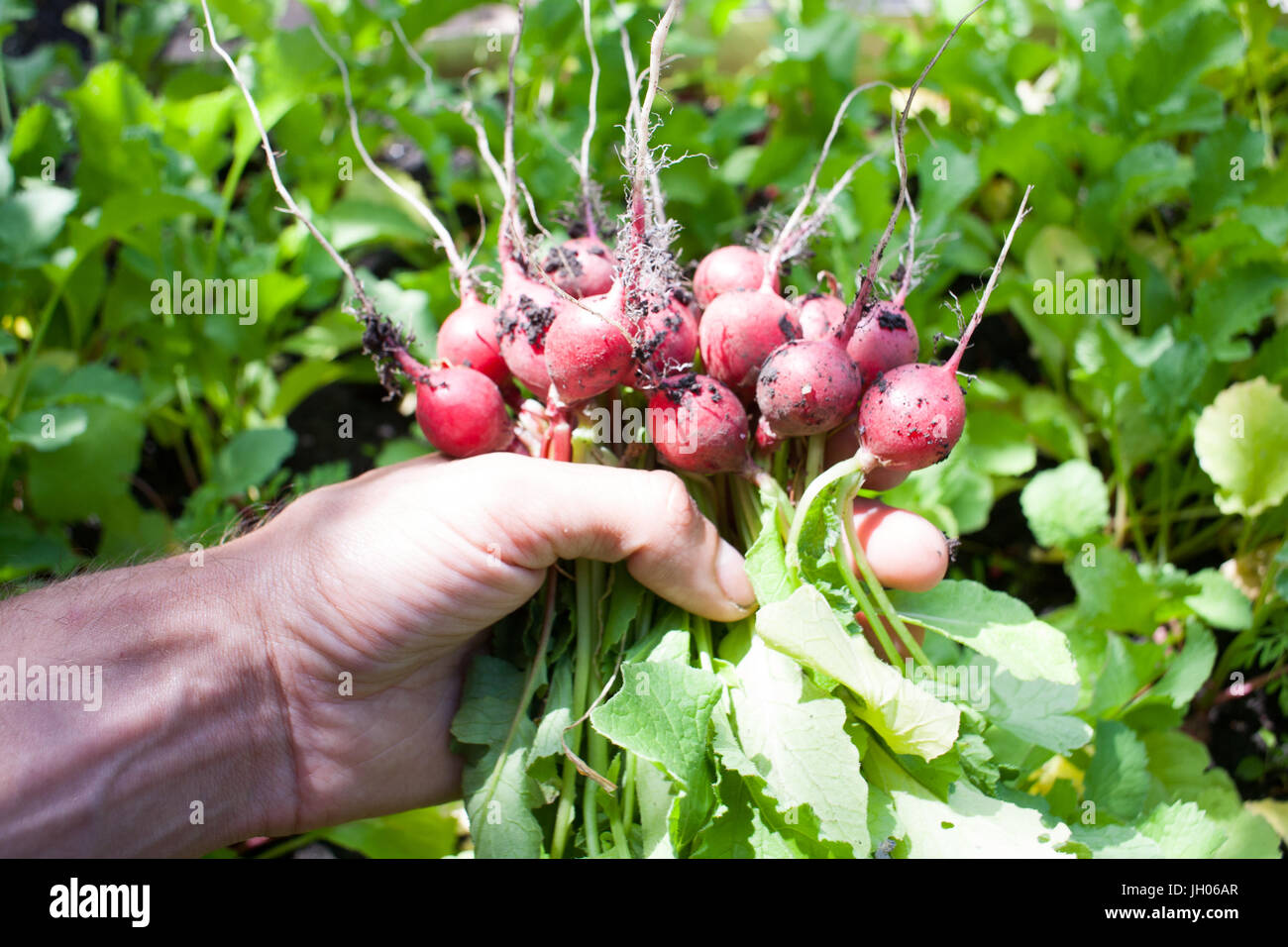 Radishes Ripe Ripe ripe radish fresh only picked from the garden in the garden in the ...