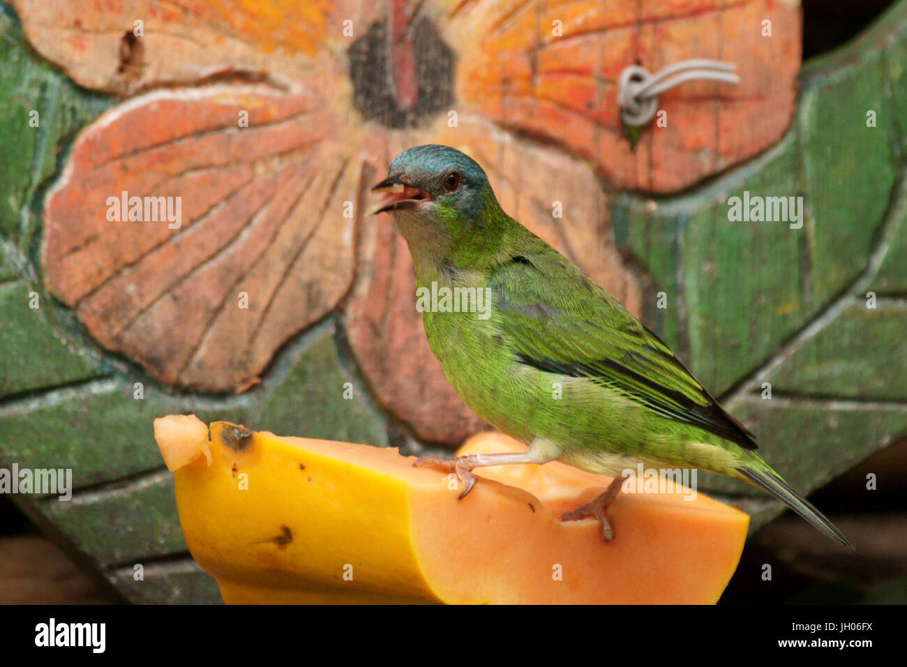 Bird, Leave-blue femã, North Coast, Camburi, São Paulo, Brazil Stock Photo