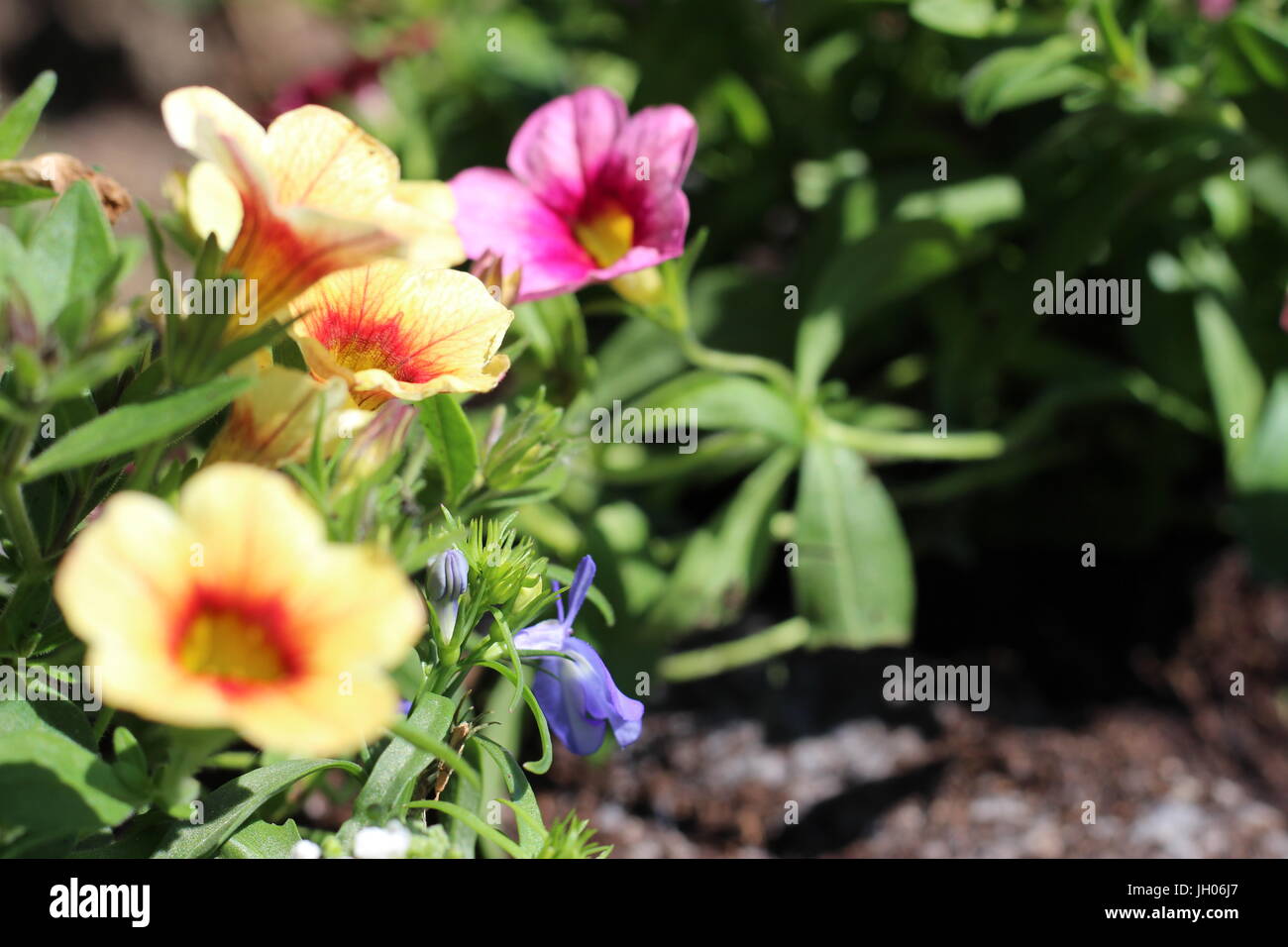 Colorful flowers growing in the garden in spring and summer Stock Photo ...
