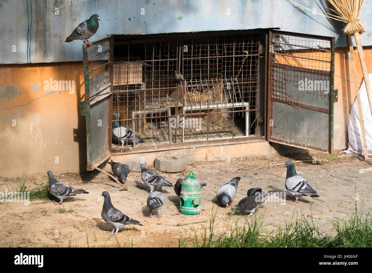 Flock of pigeons feeding and frolicking in front of their home/cage