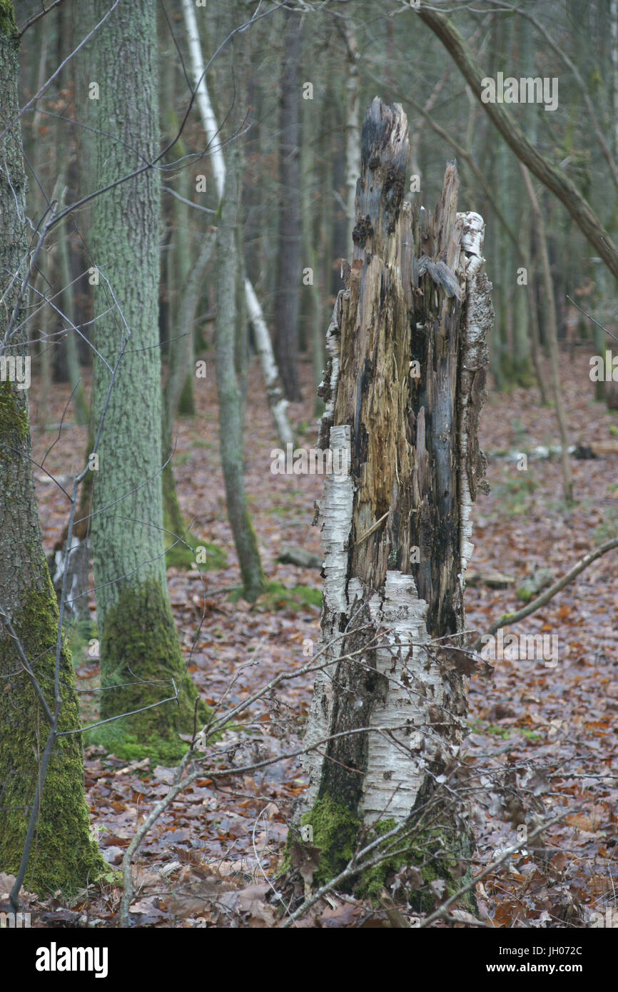 Tree, Forest, Boissy sous Saint Yon, Essonne (91), France Stock Photo