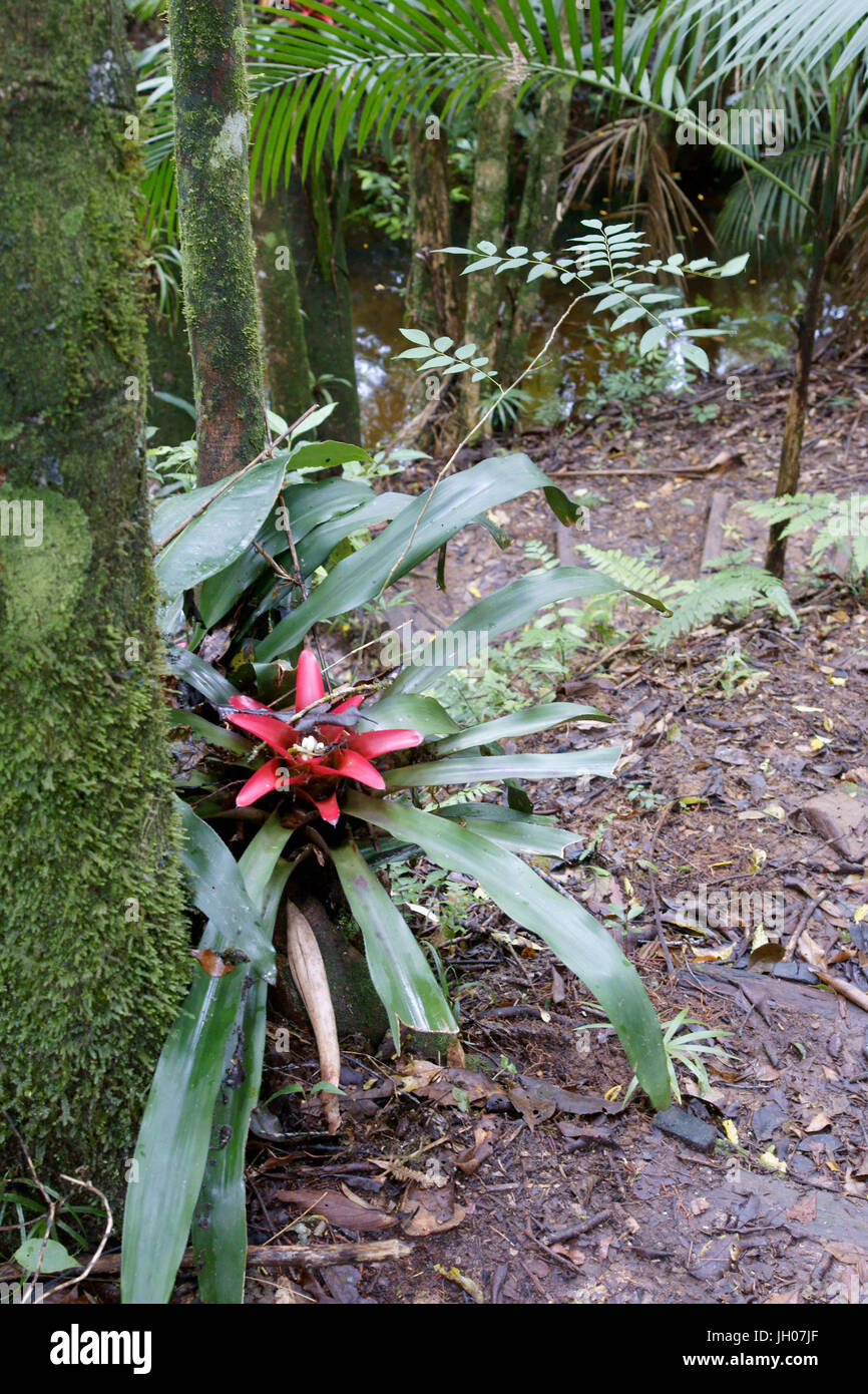 Plant, Bromélia, Serra do Mar State park, Núcleo Santa Virgínia, São Paulo, Brazil Stock Photo