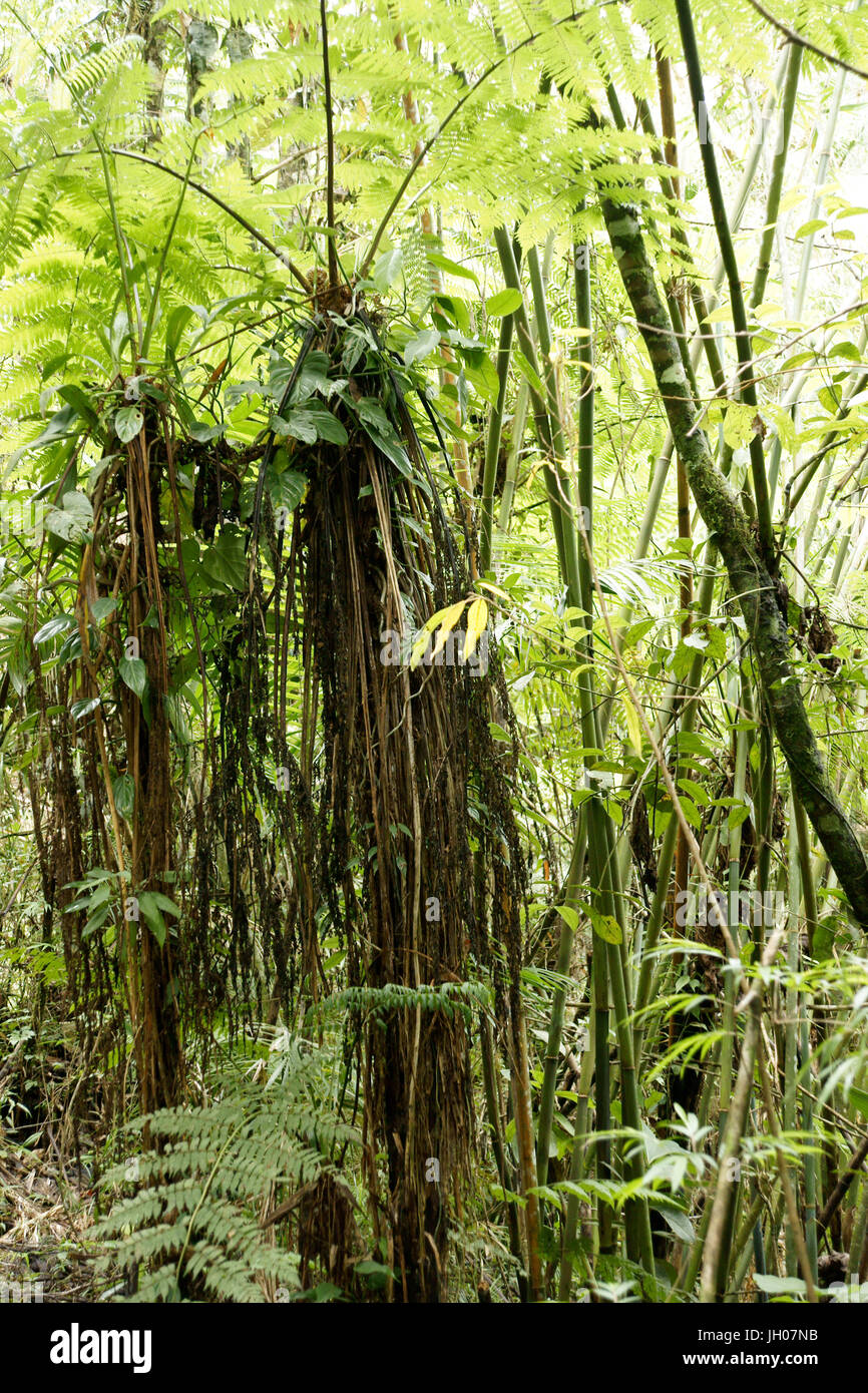 Forest, Nature, Serra do Mar State park, Núcleo Santa Virgínia, São Paulo, Brazil Stock Photo Forest, Nature, Serra do Mar State park, Núcleo Santa Virgínia, São Paulo, Brazil Stock Photo