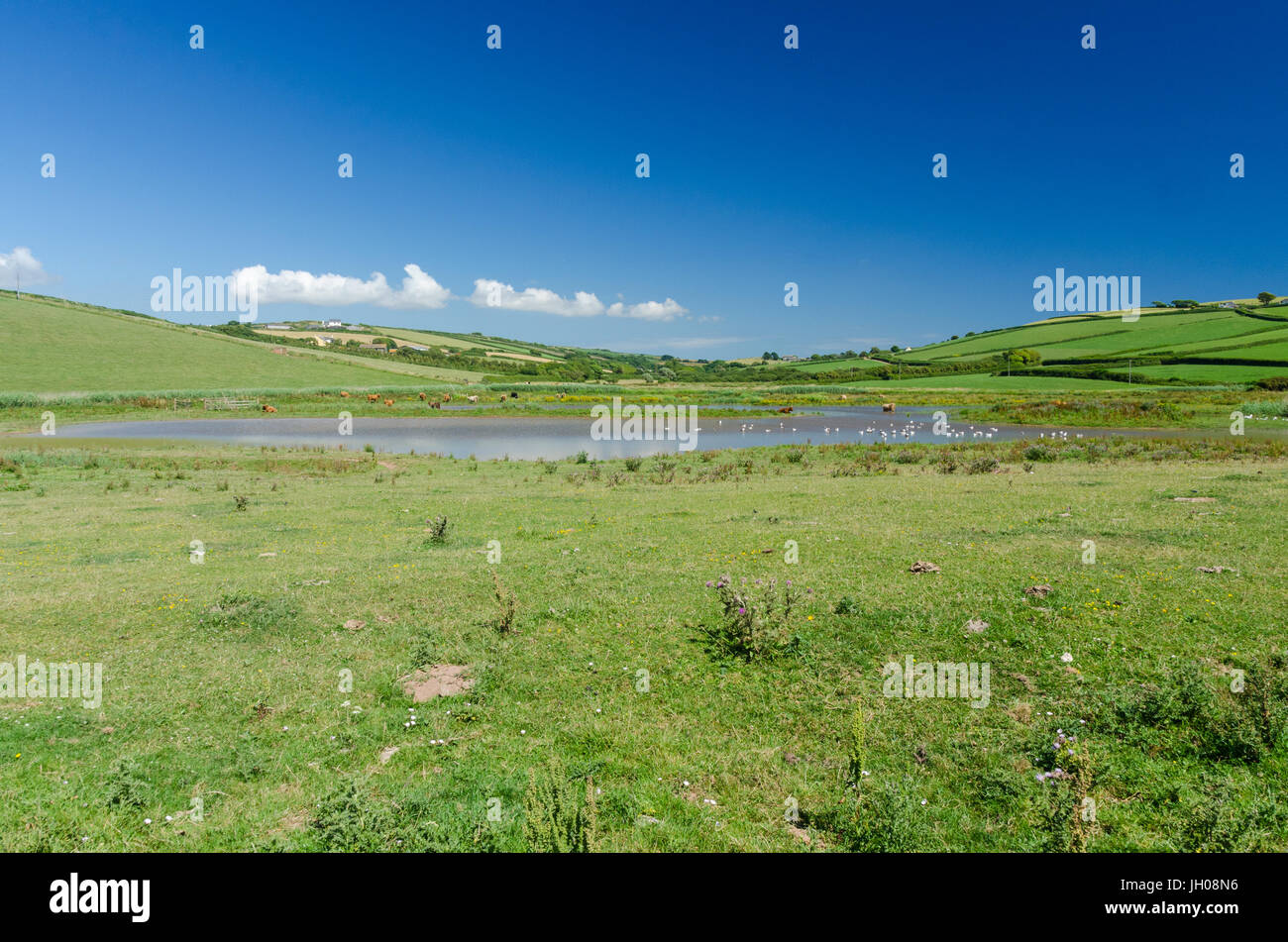 Seabirds and cows sharing water pools at South Milton Sands in Thurlestone, South Hams, Devon Stock Photo