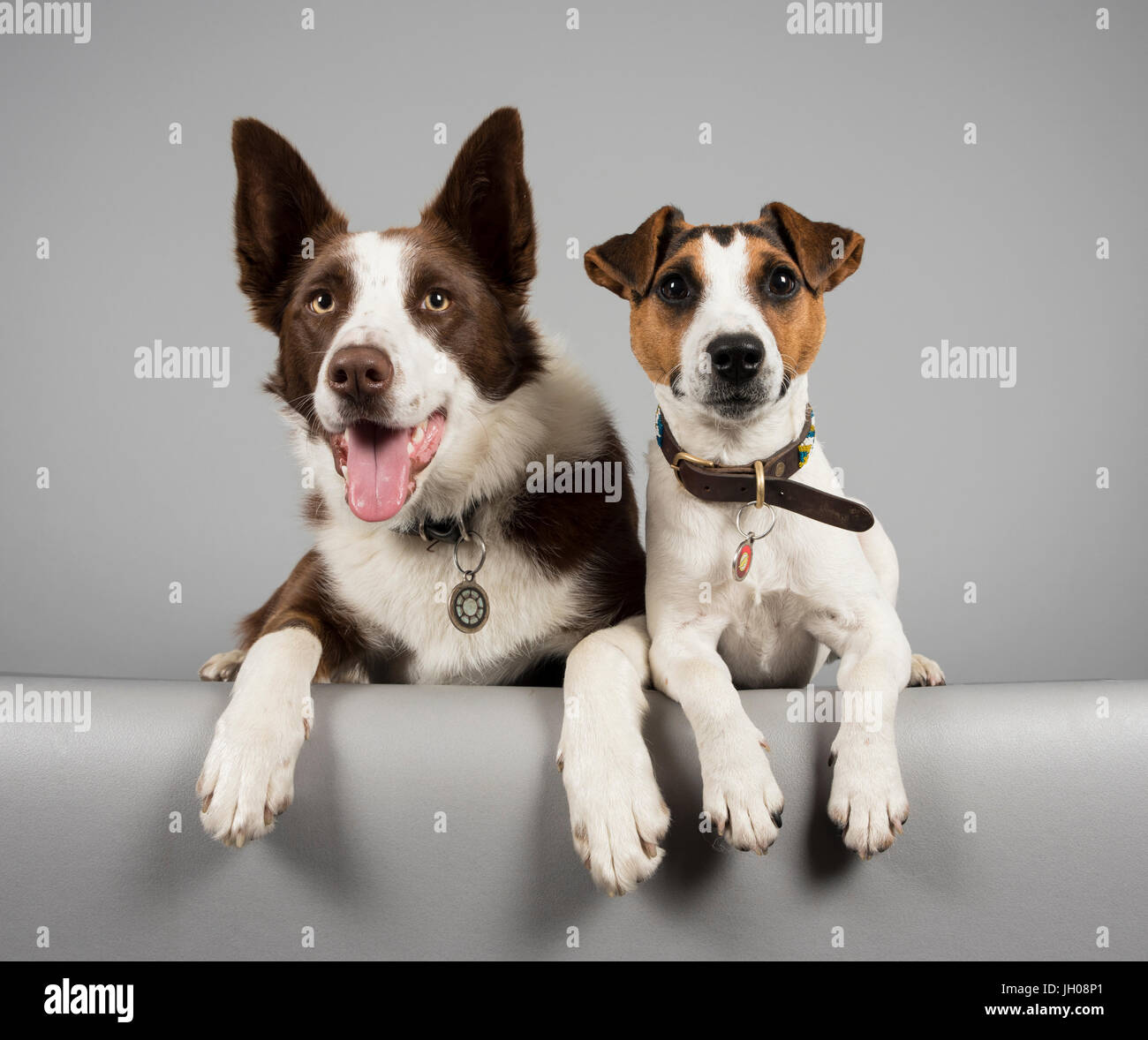 Jack russell terrier border collie hires stock photography and images