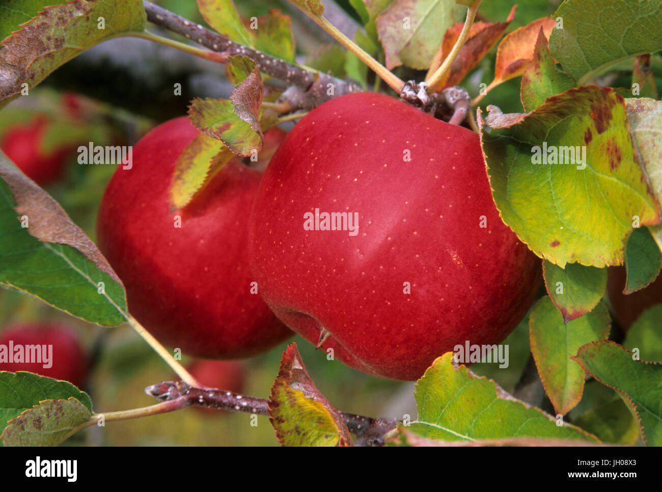 Jonagold upick apple, County, Washington Stock Photo Alamy