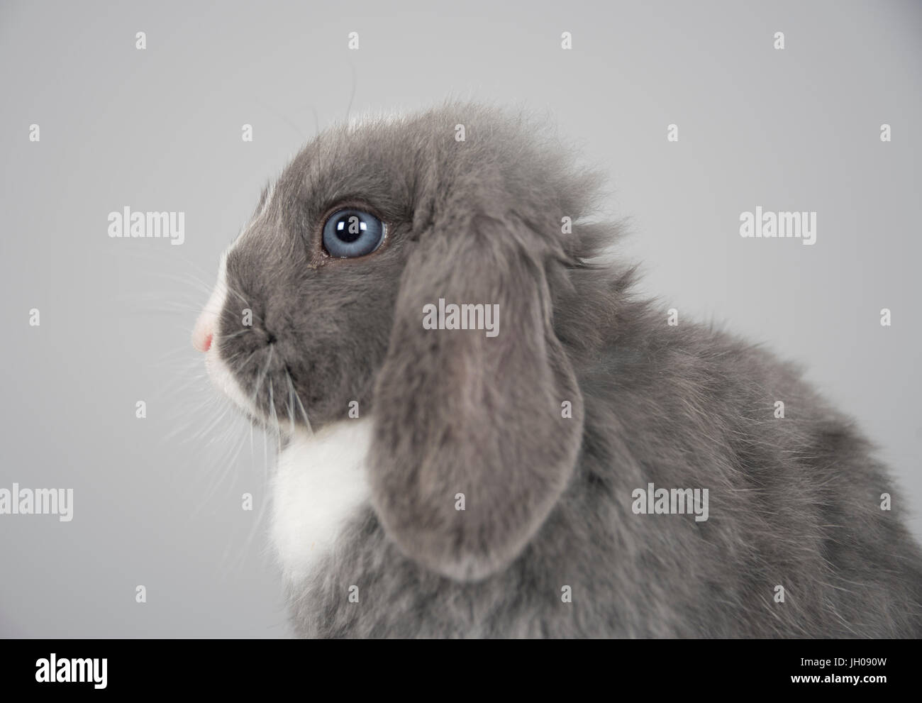 Mini lop pet (12 weeks old) rabbit, UK Stock Photo Alamy