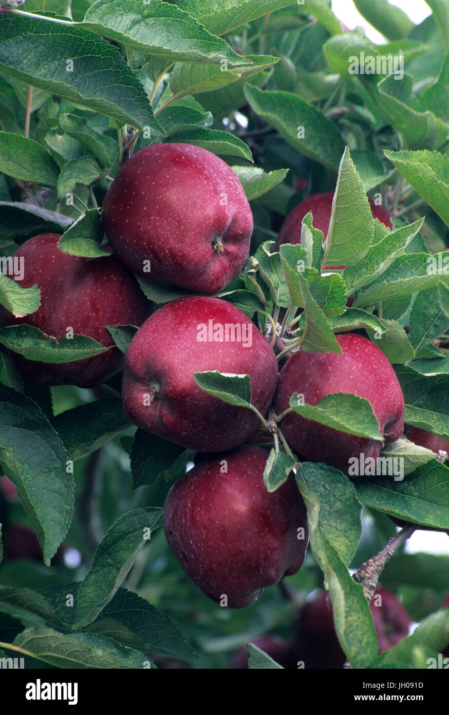 Chelan county hires stock photography and images Alamy
