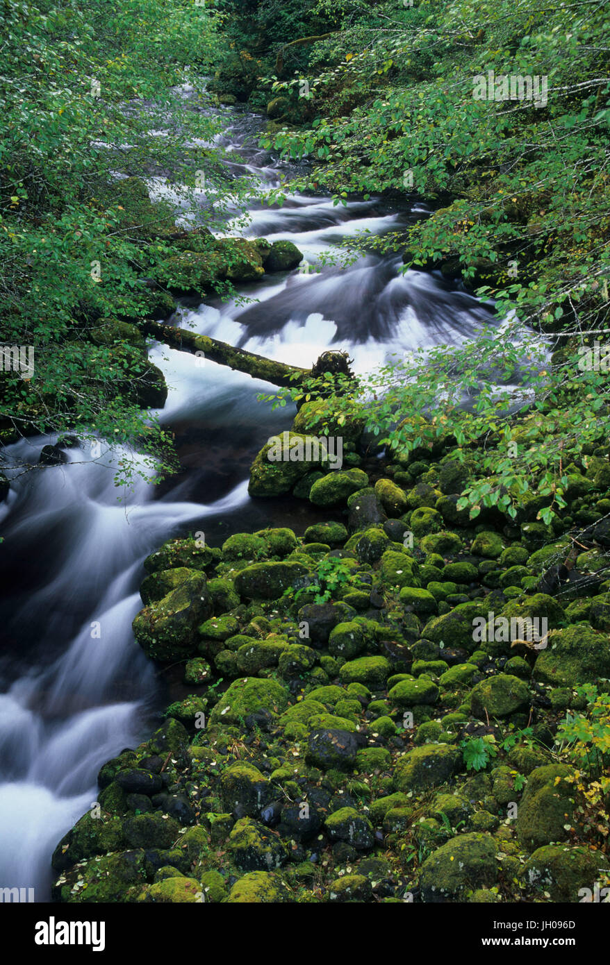 Rush Creek, Gifford Pinchot National Forest, Washington Stock Photo Alamy