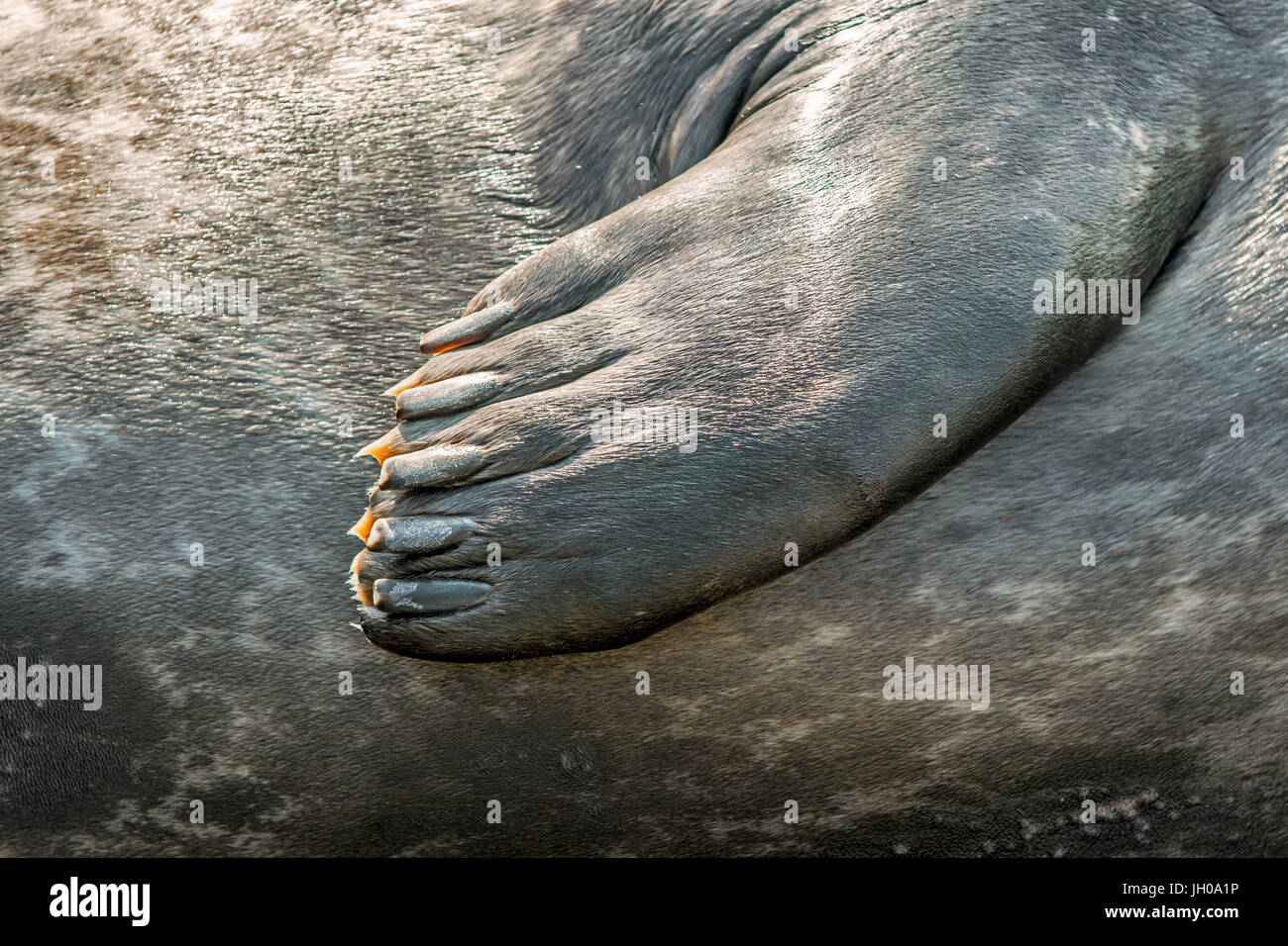 Common seal / harbor seal / harbour seal (Phoca vitulina), close up of fore flipper showing webbed digits with blunt claws Stock Photo
