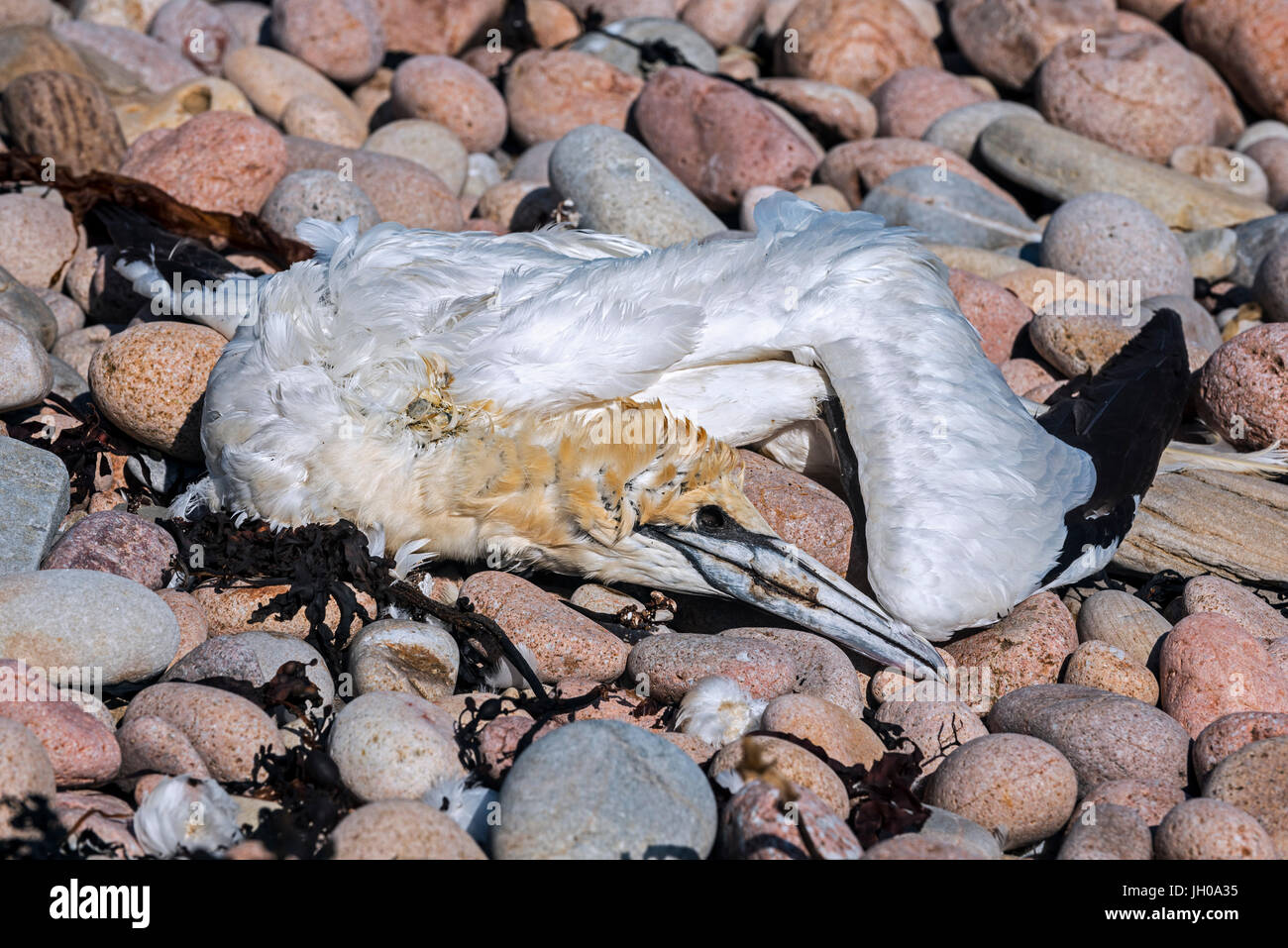 Dead northern gannet (Morus bassanus) washed ashore on shingle beach Stock Photo