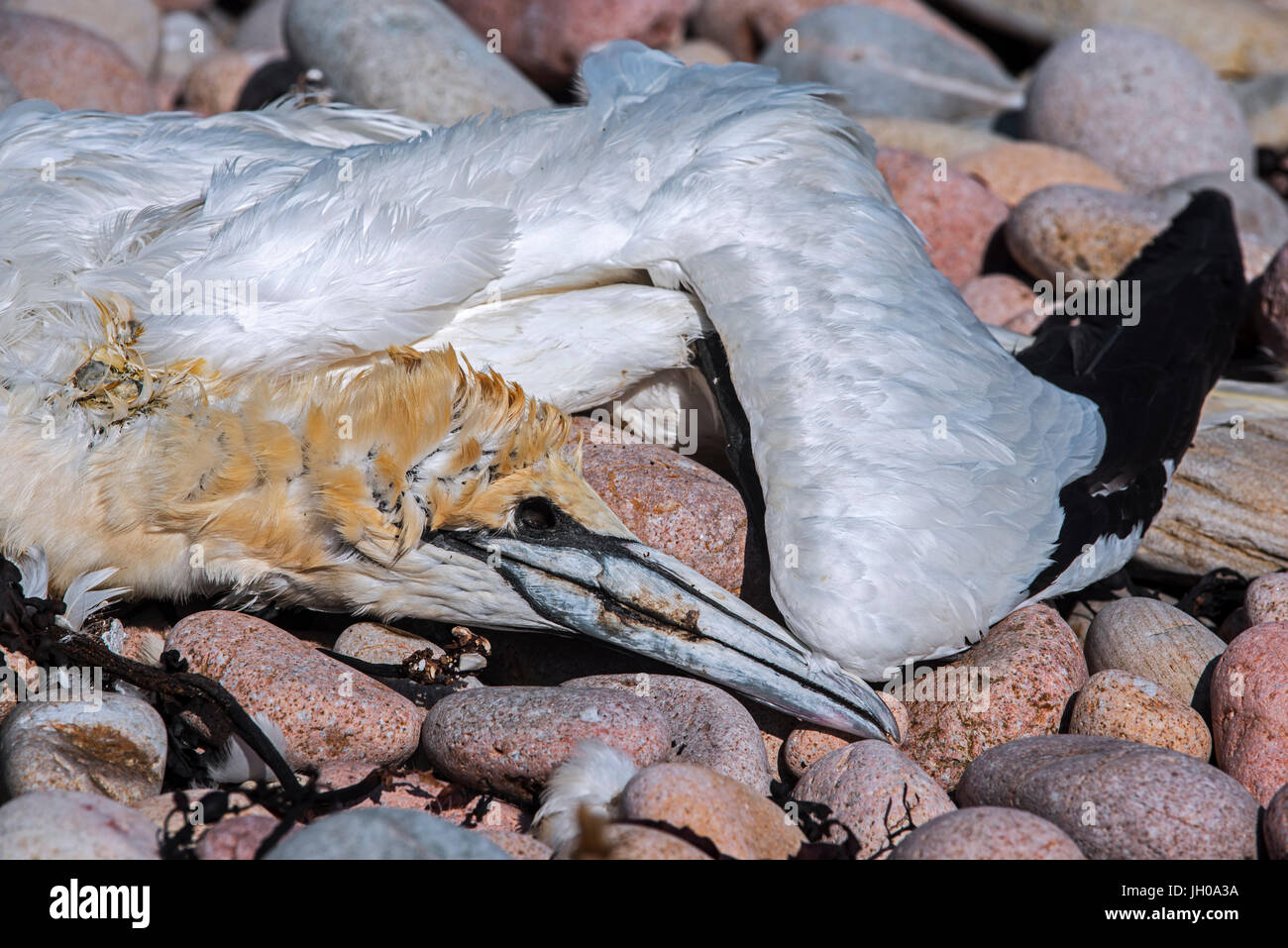 Dead northern gannet (Morus bassanus) washed ashore on shingle beach Stock Photo