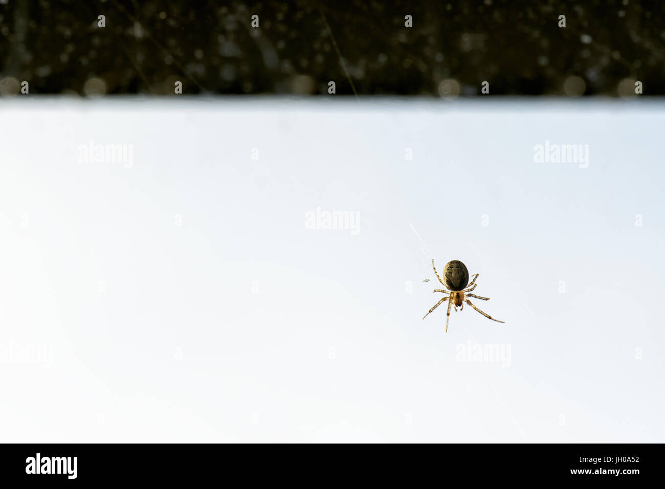 Worlds Smallest Spider