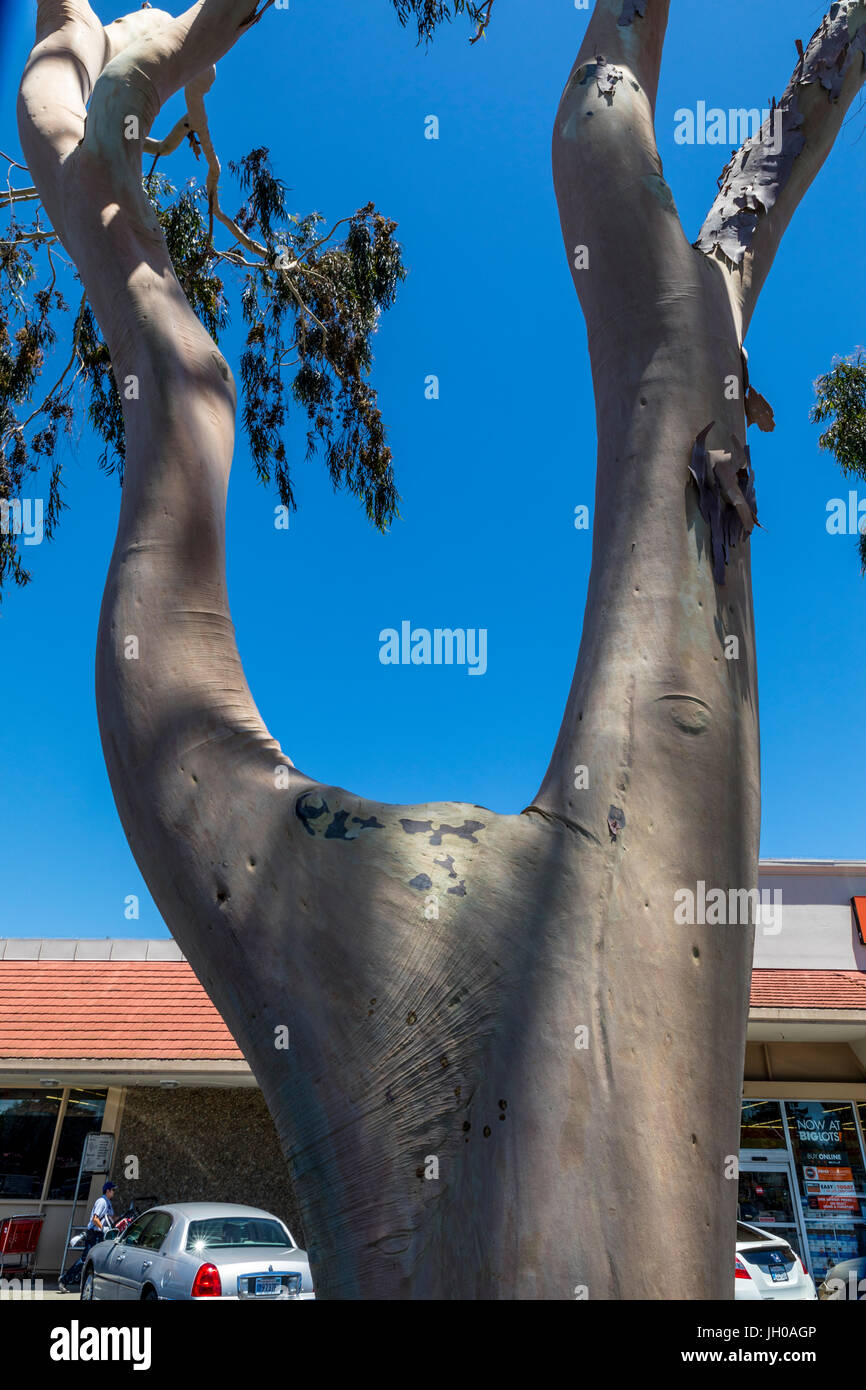 A Eucalyptus tree with human limb characteristics Stock Photo