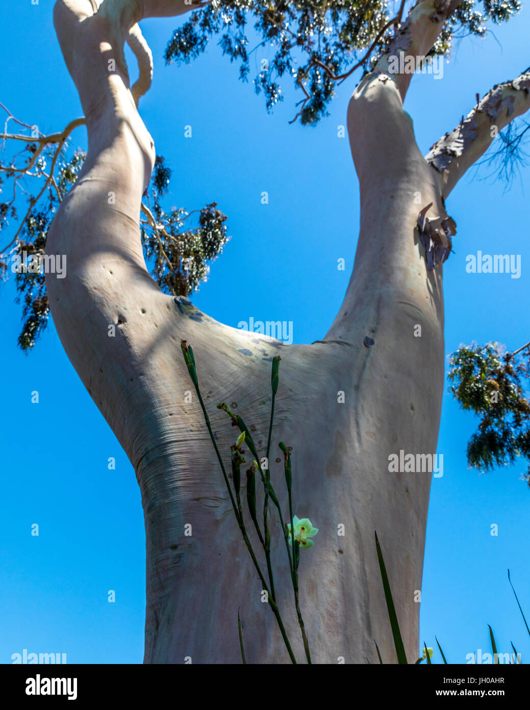 A Eucalyptus tree with human limb characteristics Stock Photo