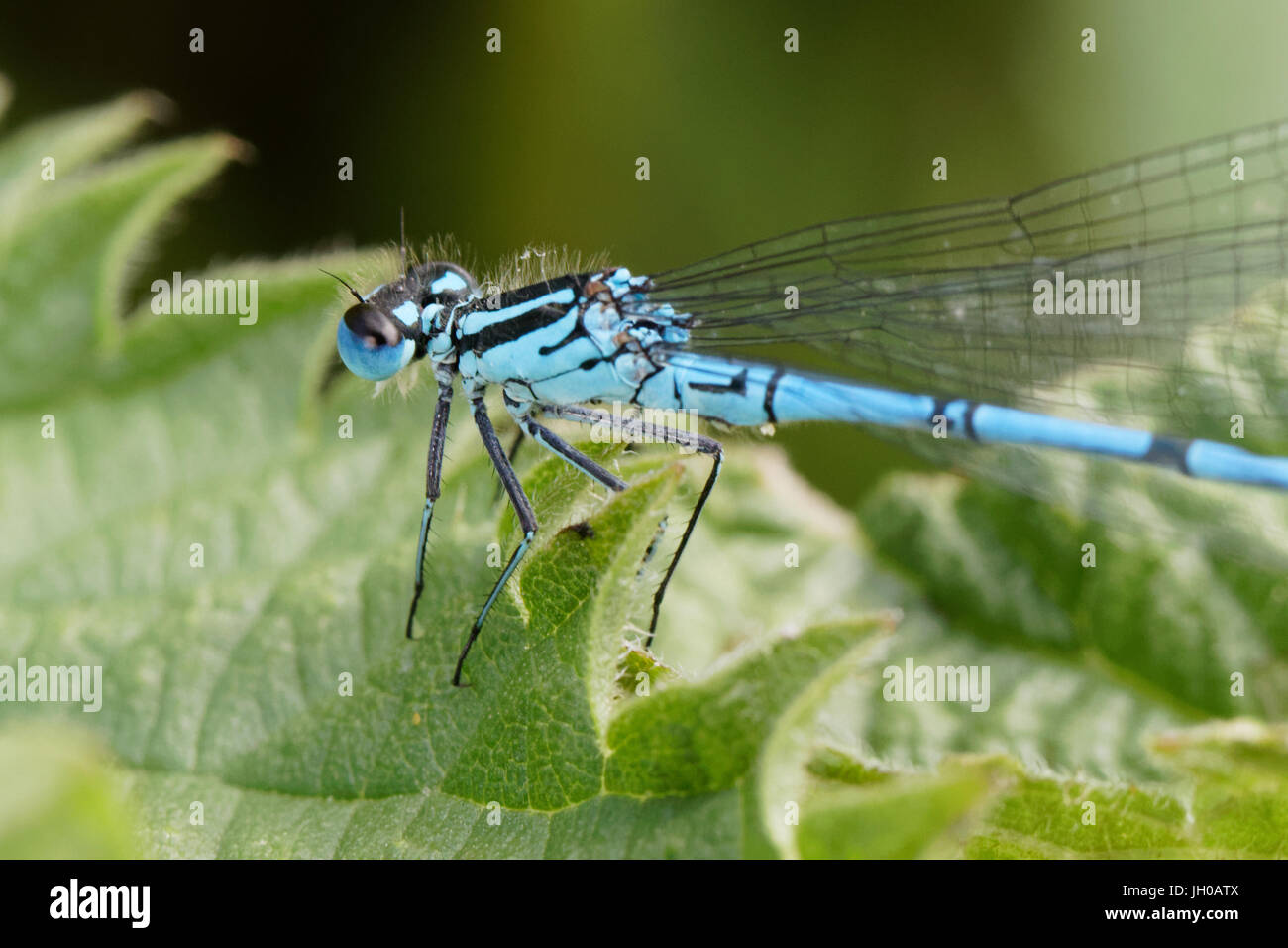 An azure damselfly resting on a leaf Stock Photo - Alamy