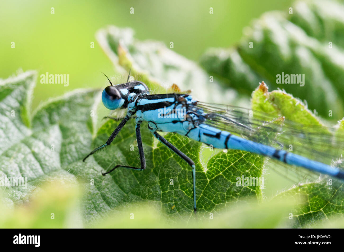 An azure damselfly resting on a leaf Stock Photo - Alamy