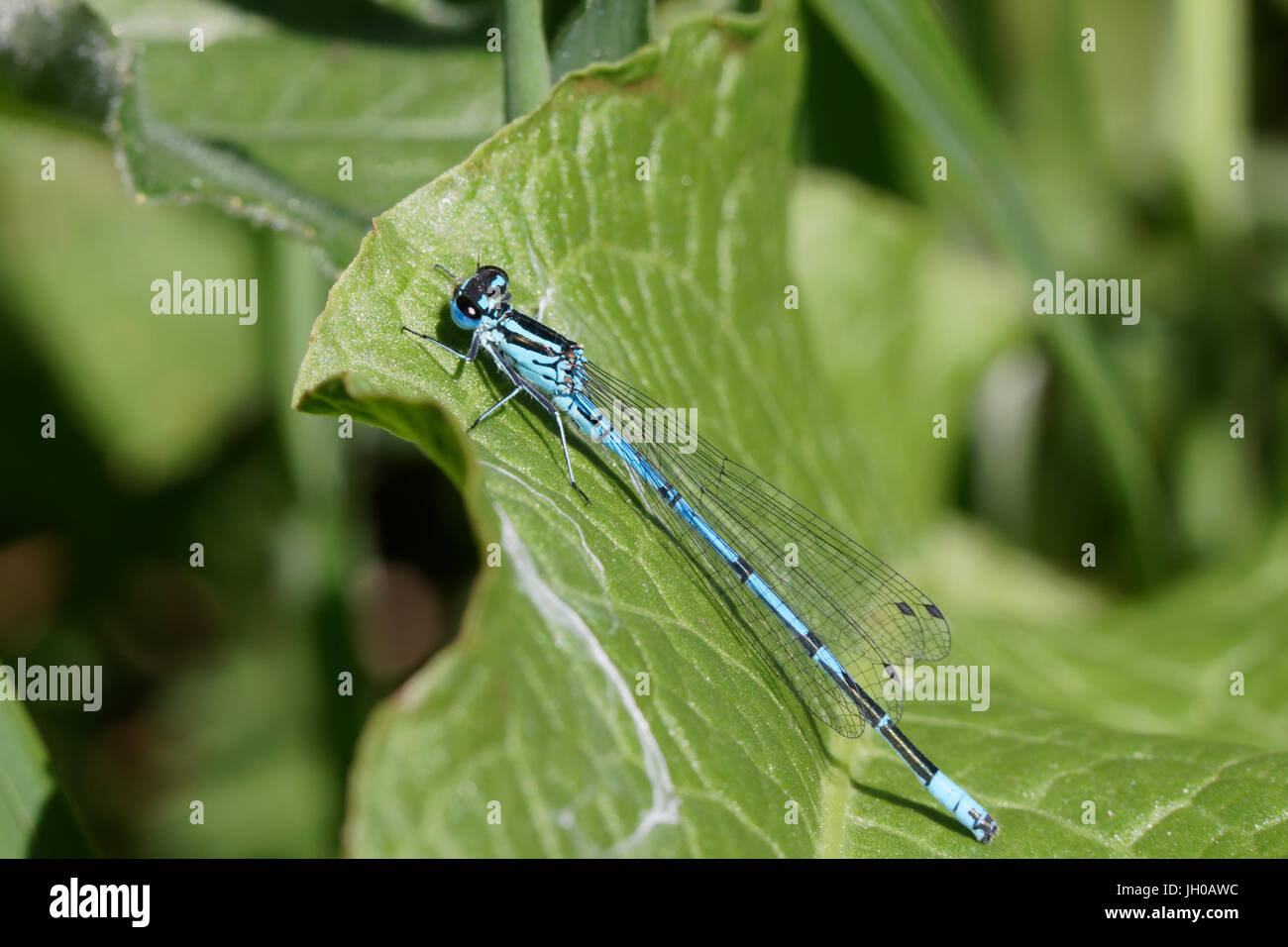An azure damselfly resting on a leaf Stock Photo - Alamy