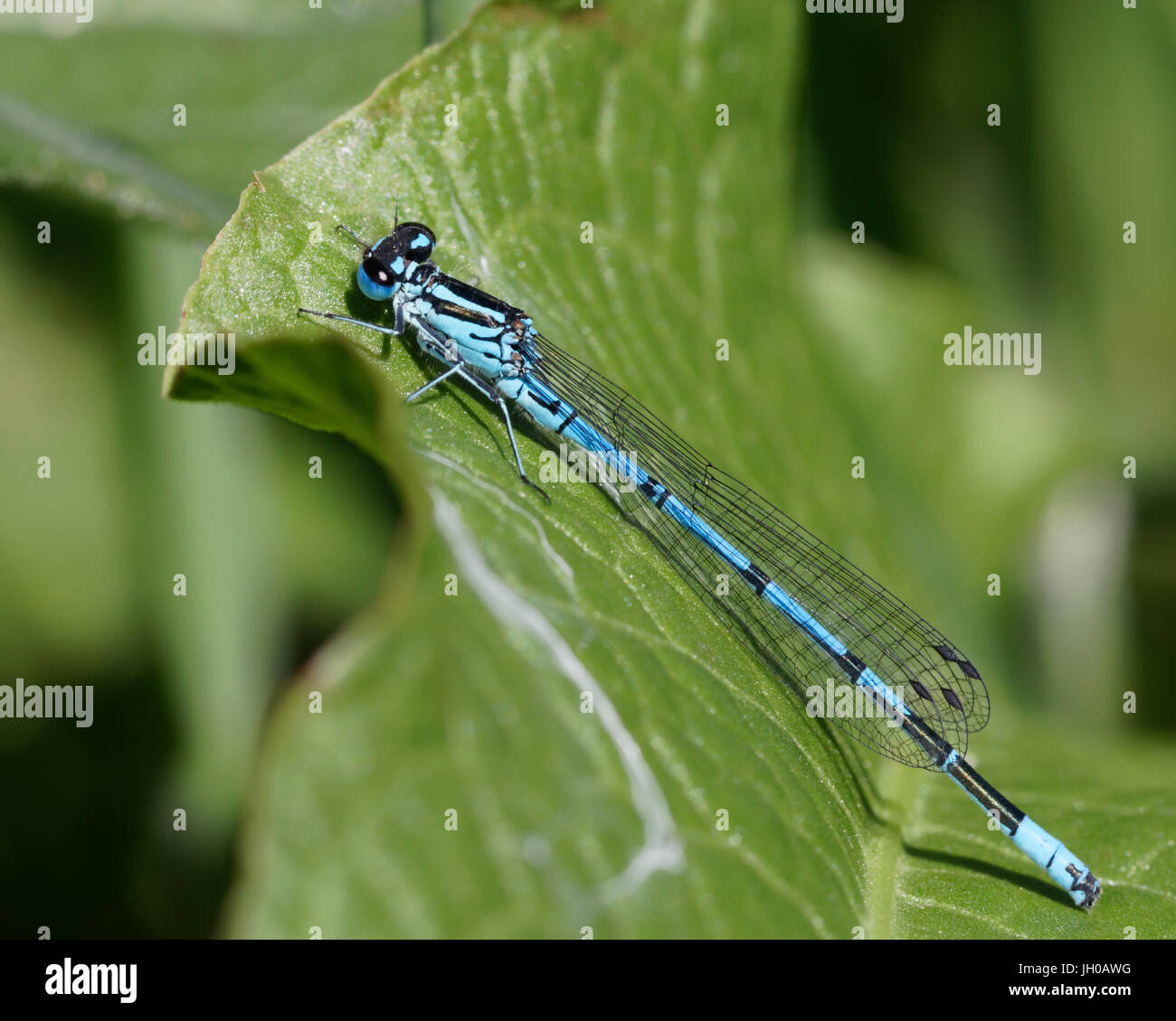 An azure damselfly resting on a leaf Stock Photo - Alamy