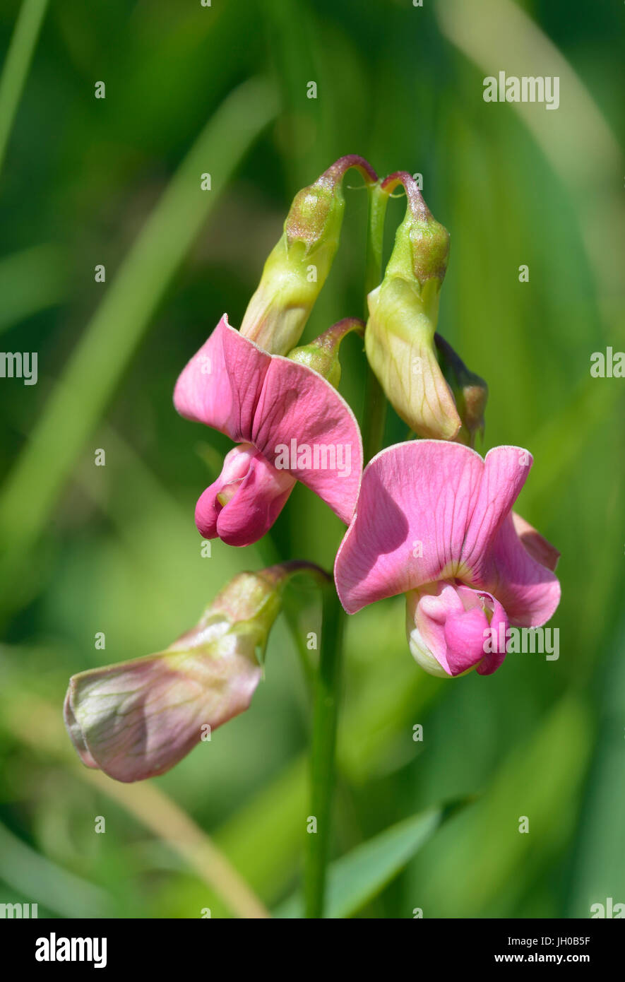Broad-leaved Everlasting-pea - Lathyrus latifolius Pink Pea Flower Stock Photo