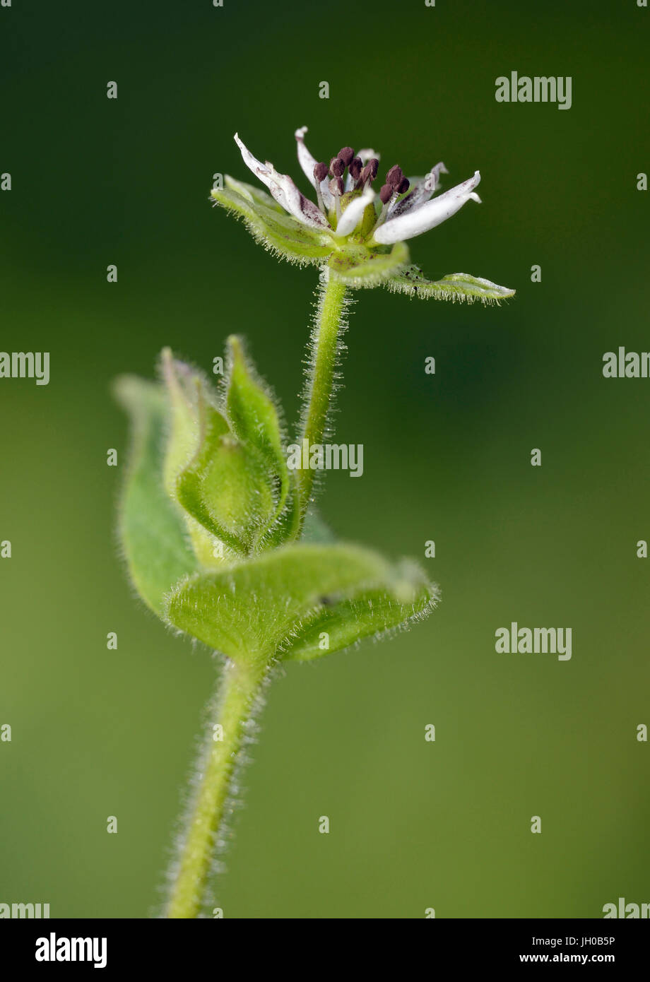 Water Chickweed - Myosoton aquaticum Small White Wetland Flower Stock Photo
