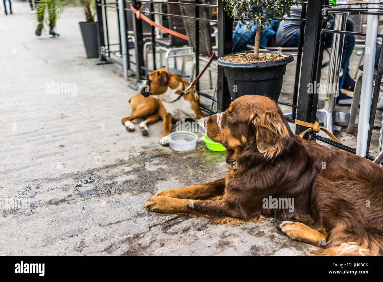 Two dogs lying down by restaurant with food bowls Stock Photo Alamy