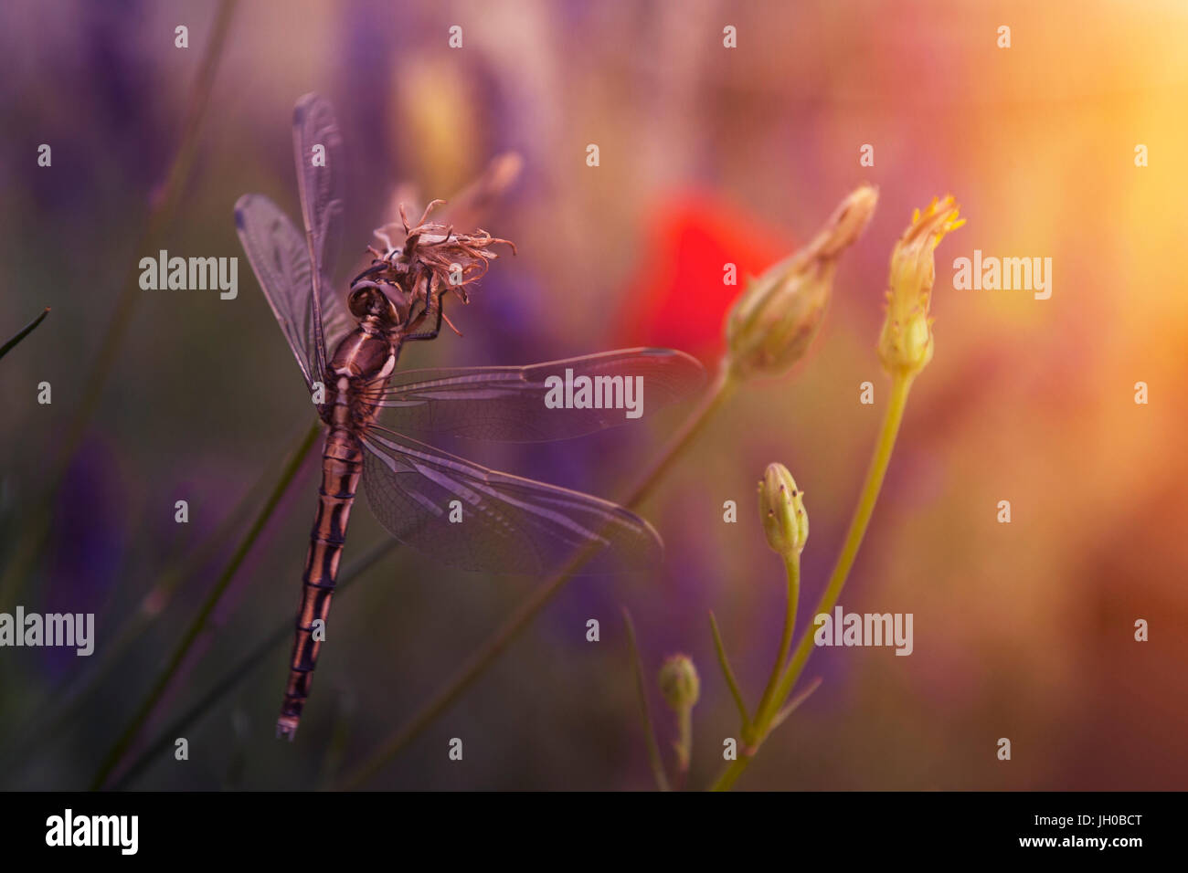 Dragonfly on flower in summer sunset Stock Photo - Alamy