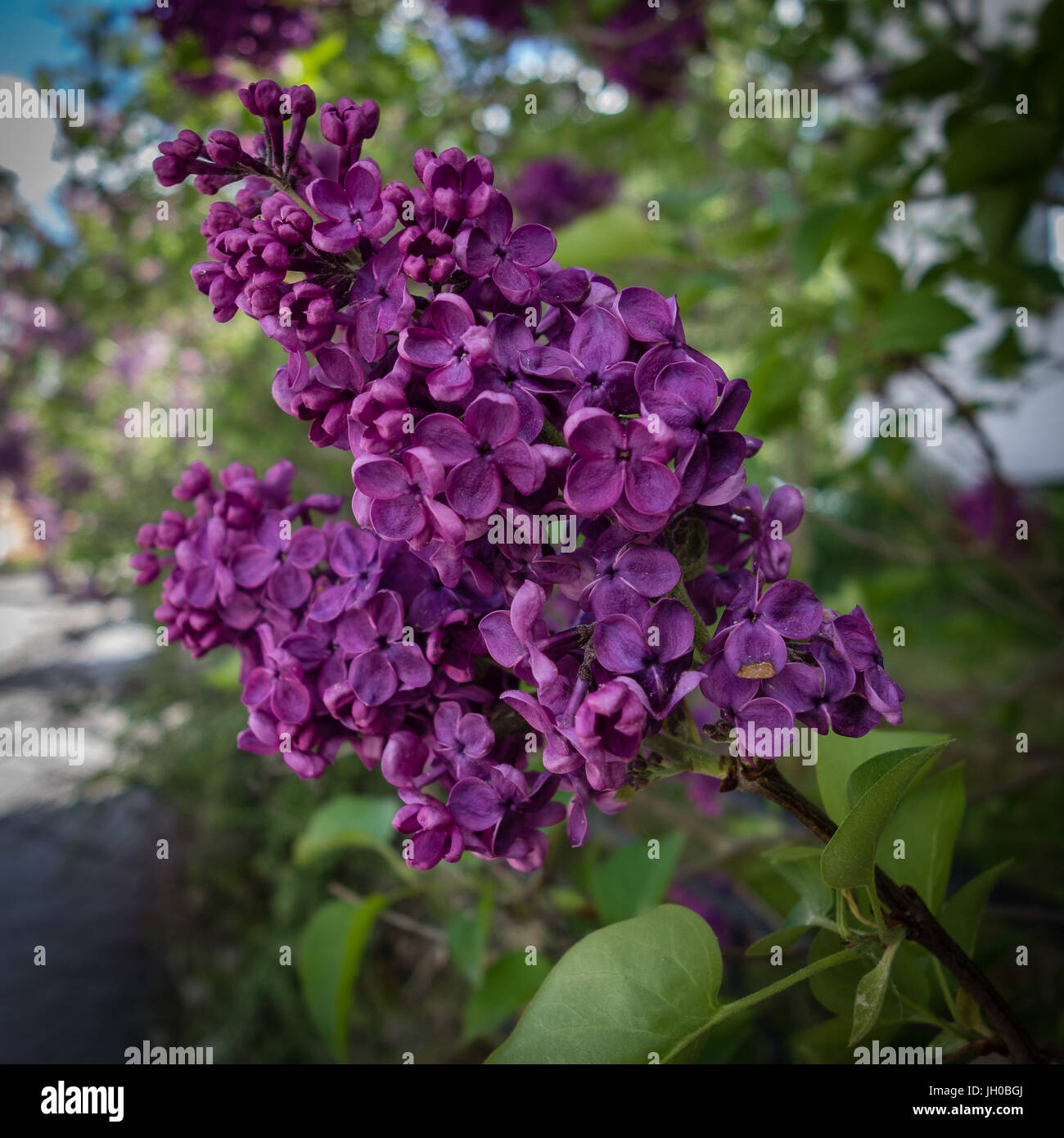 Lilacs are popular garden plants Stock Photo