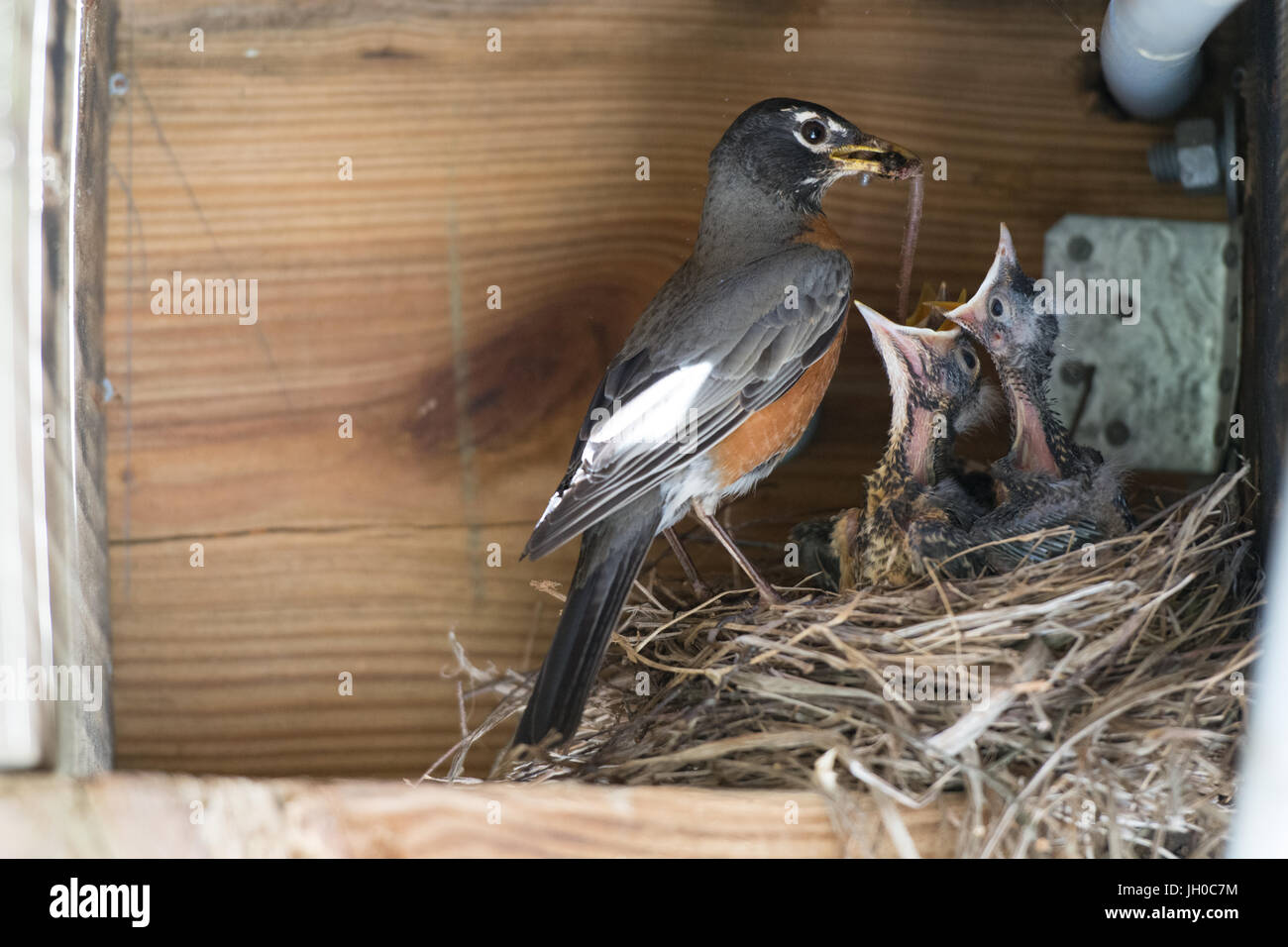 Robin feeding baby birds Stock Photo Alamy