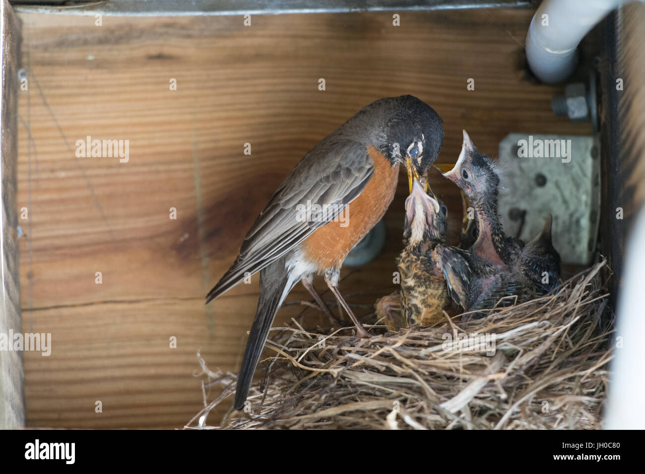 Robin feeding baby birds Stock Photo Alamy