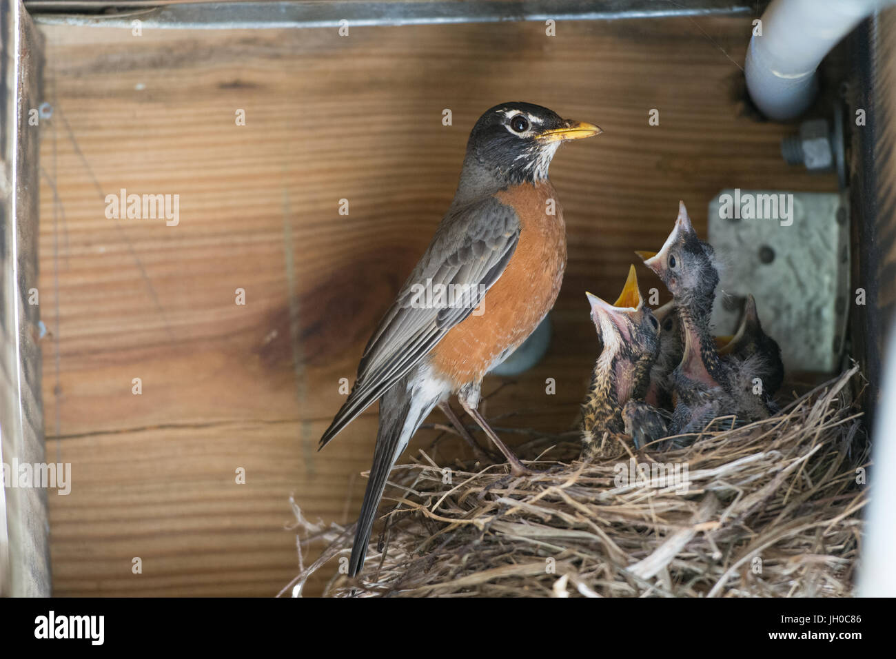 Robin feeding baby birds Stock Photo