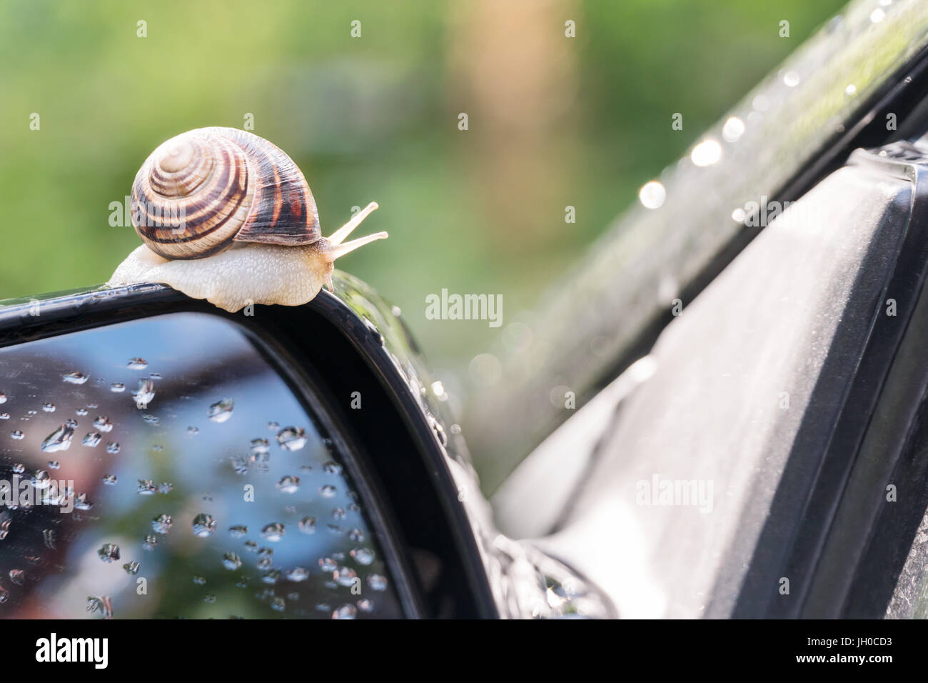 Snail on the car Stock Photo Alamy