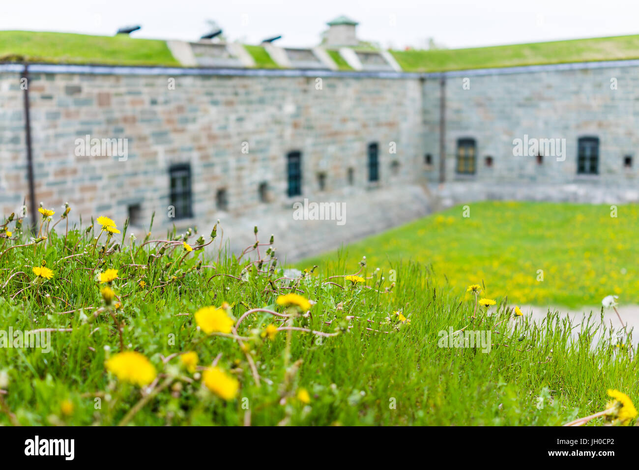 Wildflowers in quebec hires stock photography and images Alamy