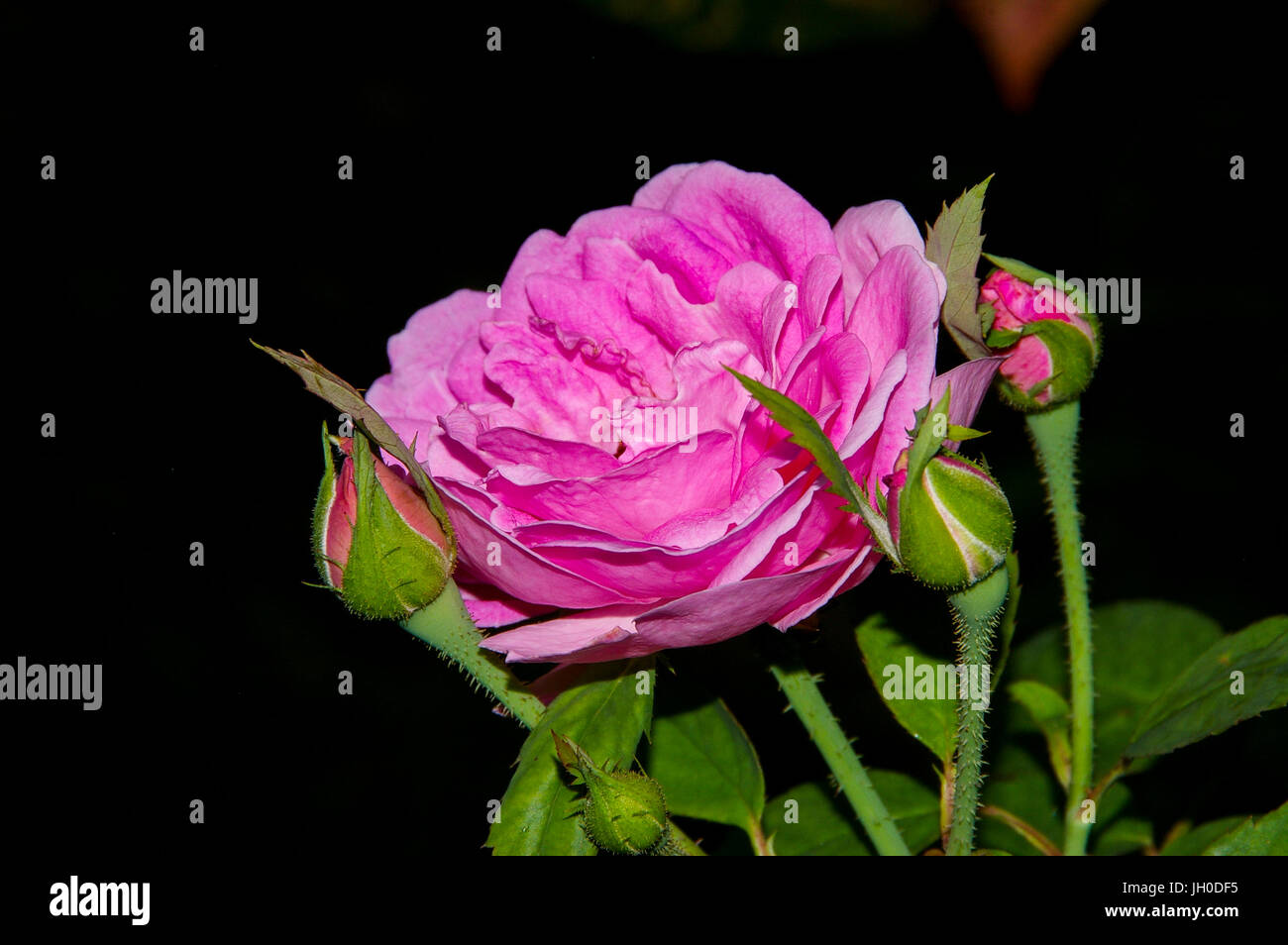 Image of pink rose flower Stock Photo - Alamy