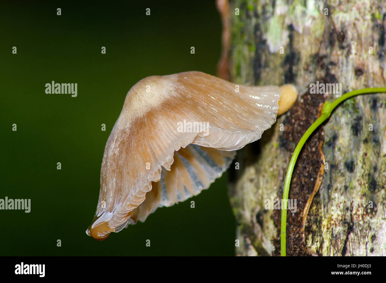 Fungi growing on a tree Stock Photo